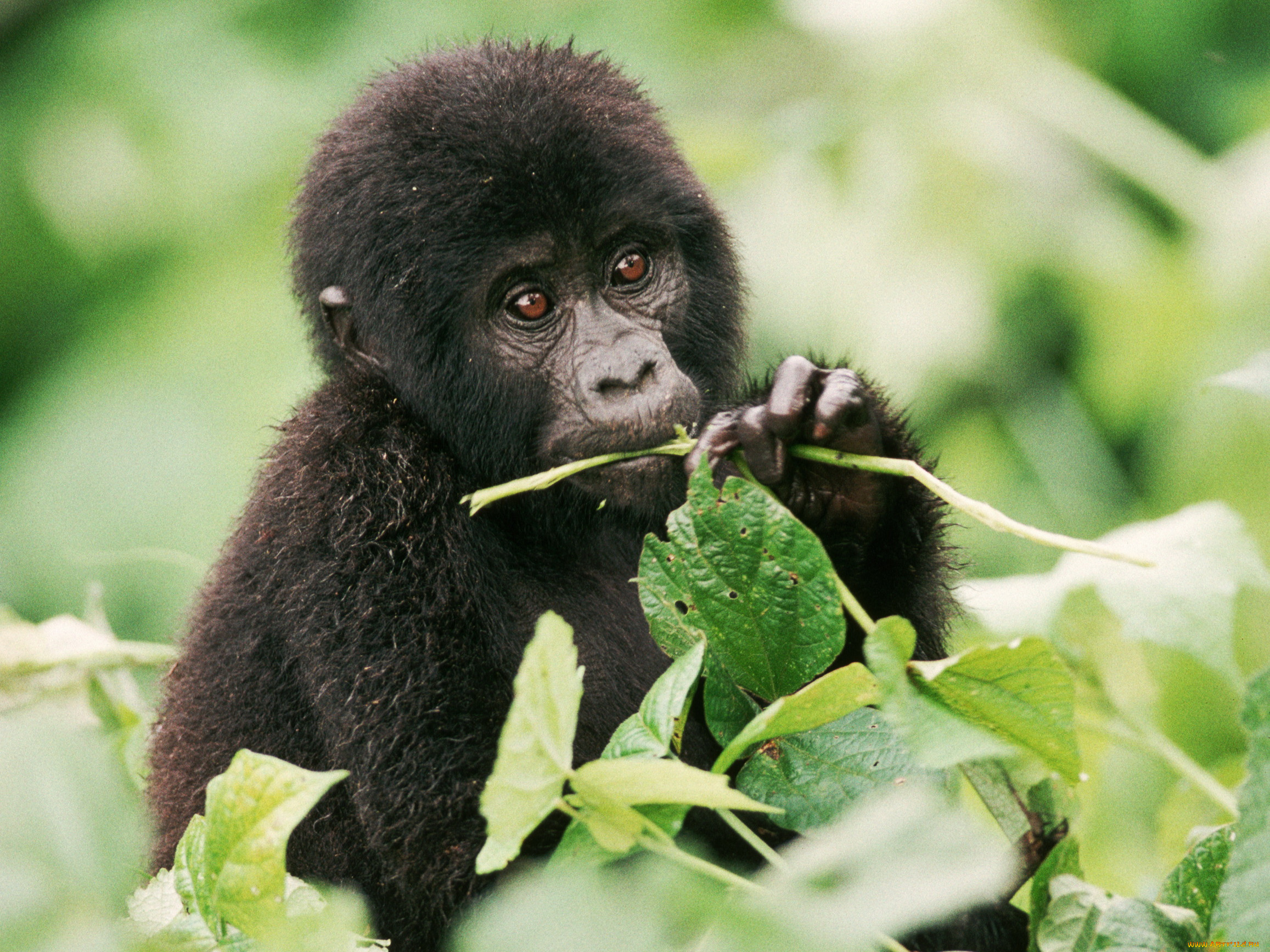 животные, обезьяны