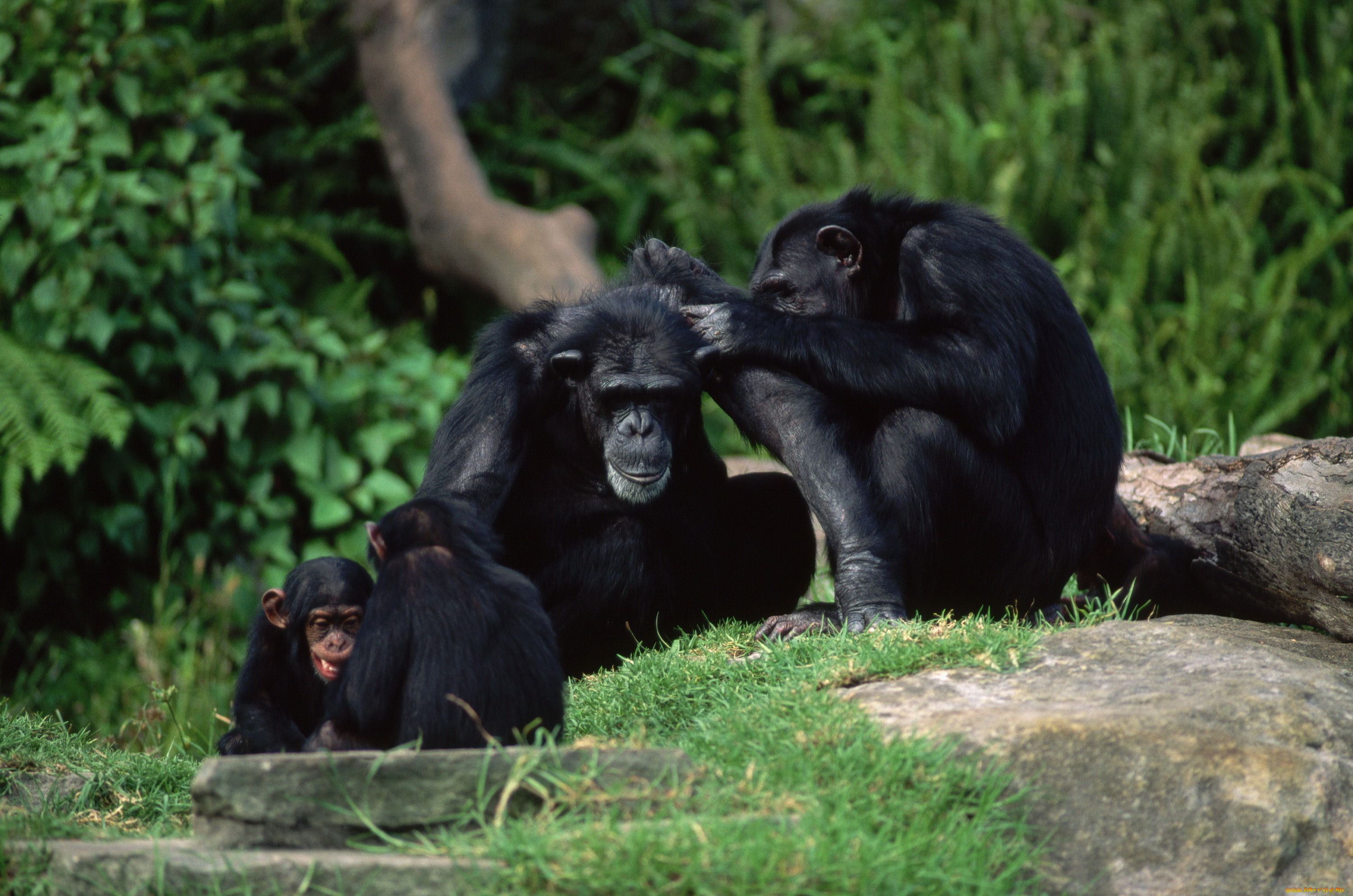 животные, обезьяны
