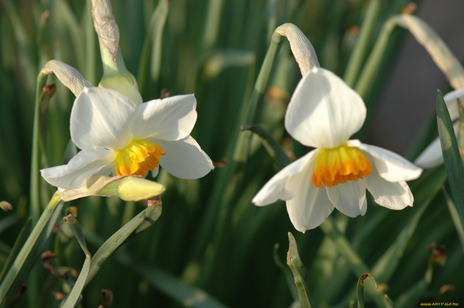 цветы, нарциссы, белый