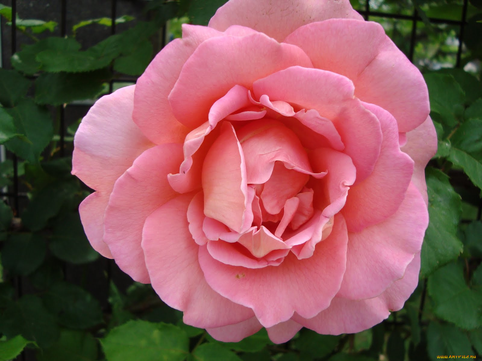 цветы, розы, rose