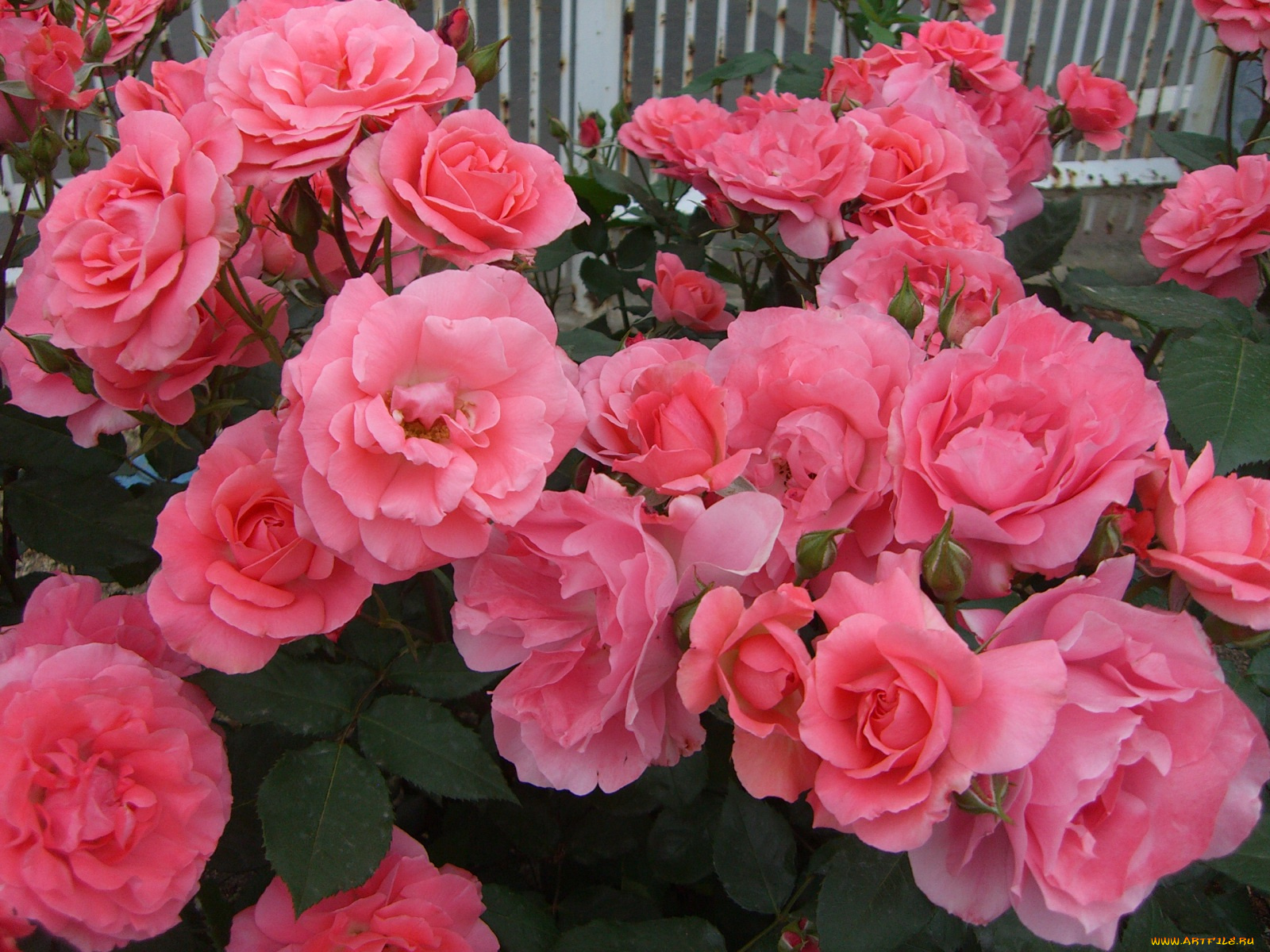 цветы, розы, rose