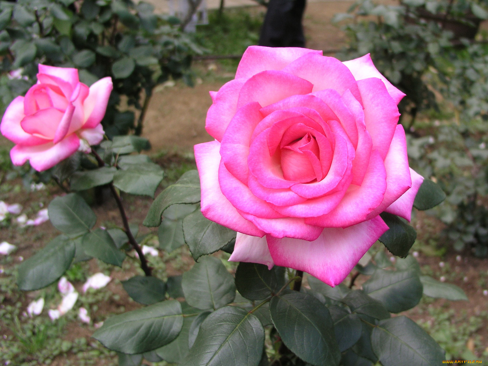 цветы, розы, rose