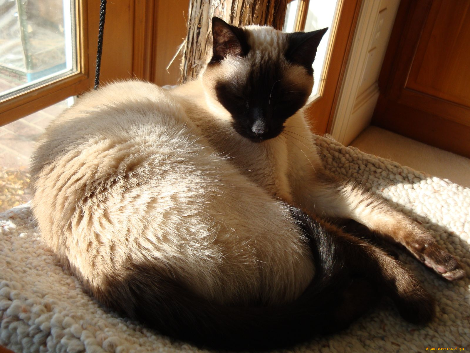 животные, коты, cat, сиамский