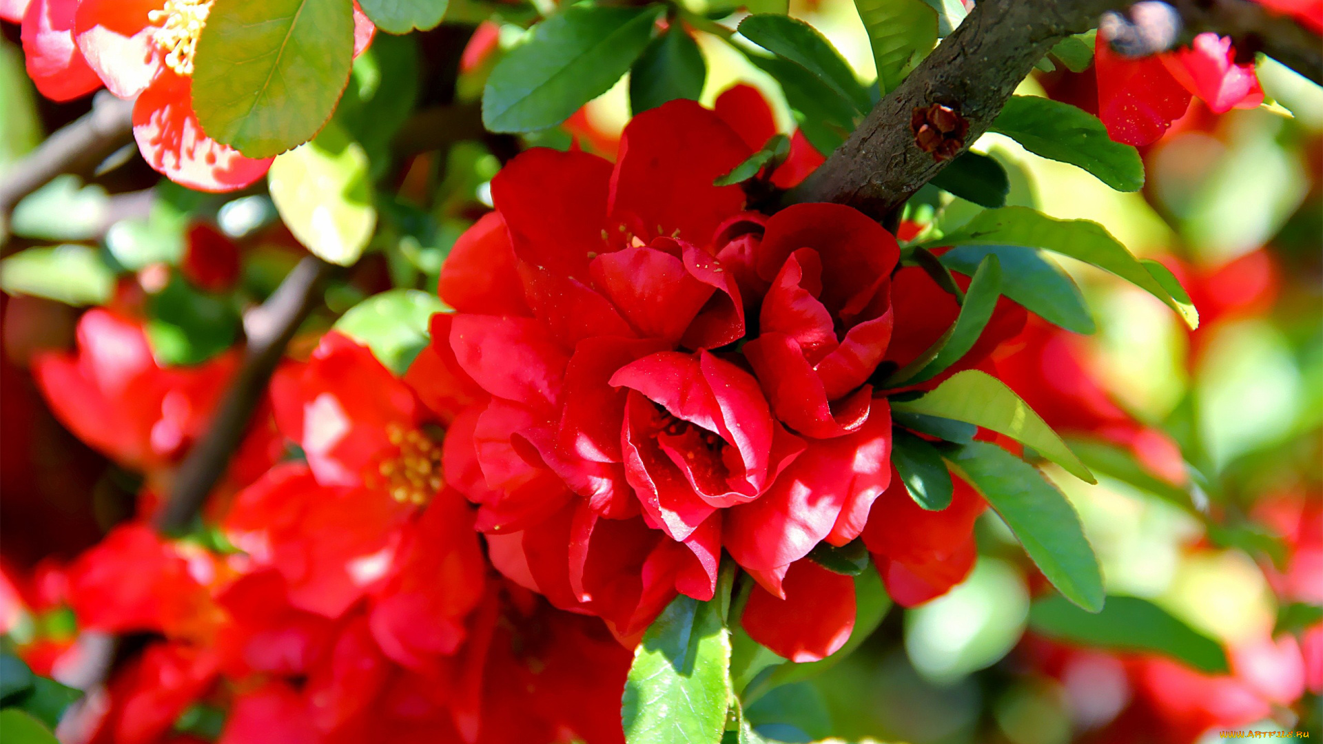 айва, авторthean, цветы, красный
