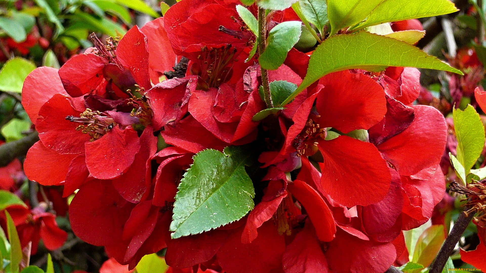 айва, цветы, красный