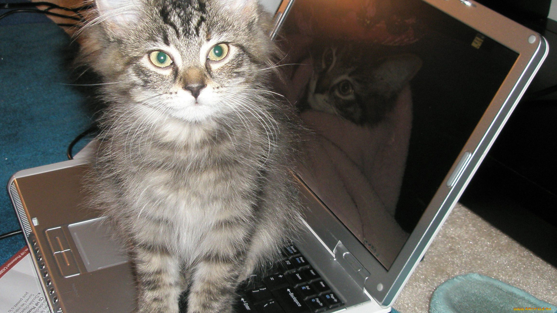 автор, elizabeth, iannone, животные, коты, котенок