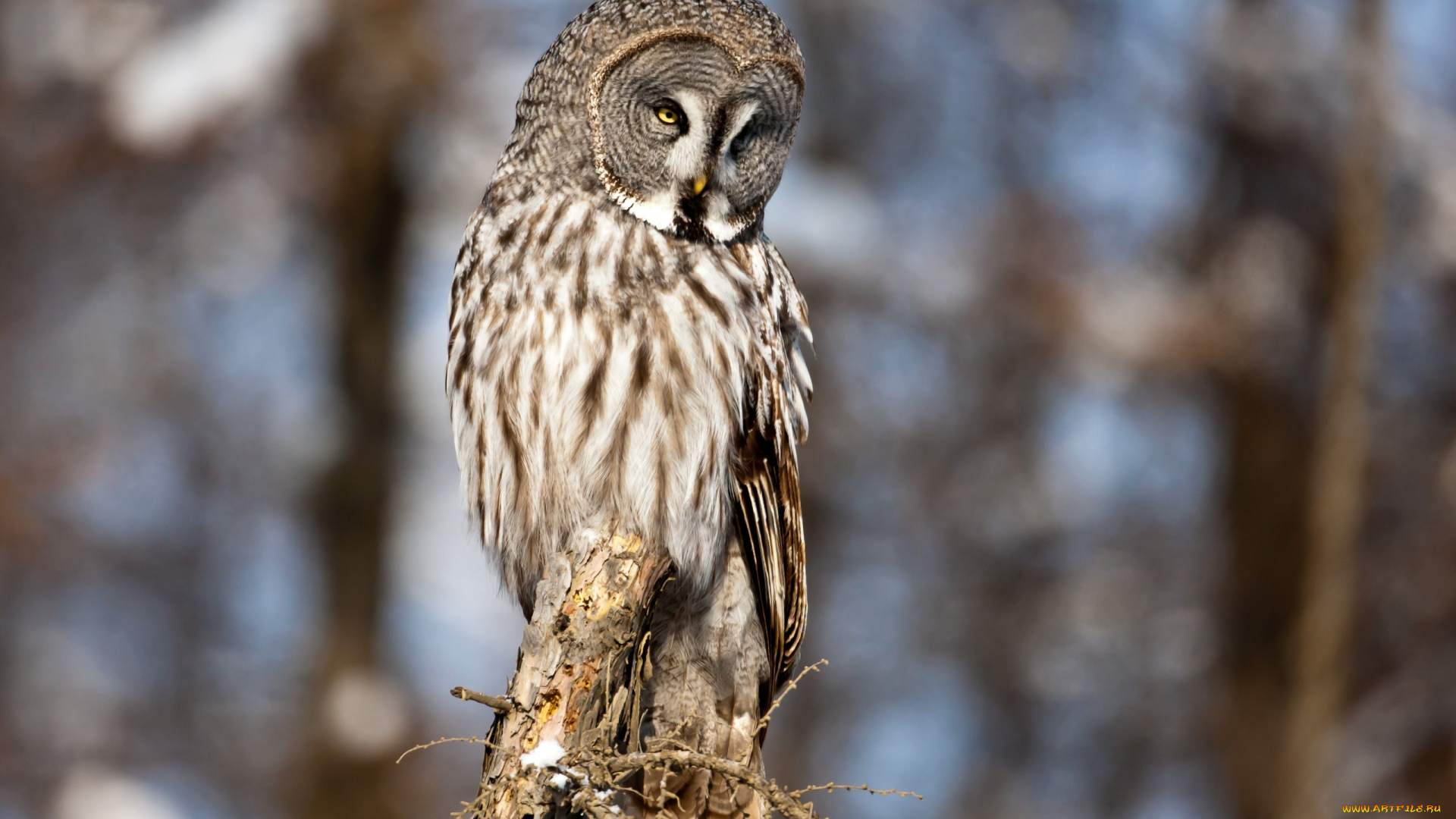 автор, сергей, доля, животные, совы, сова, болотная