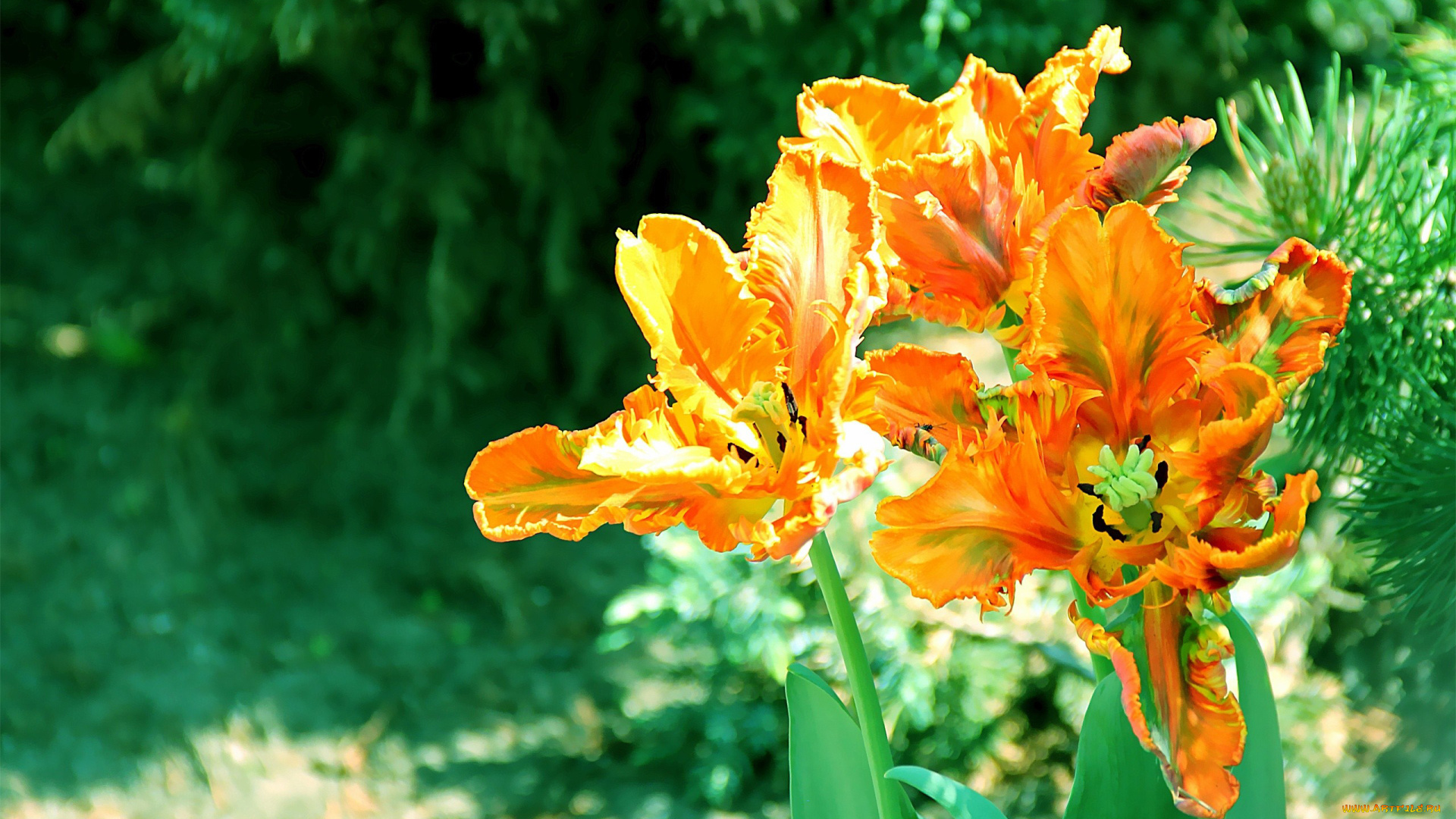 авторthean, цветы, тюльпаны, махровые