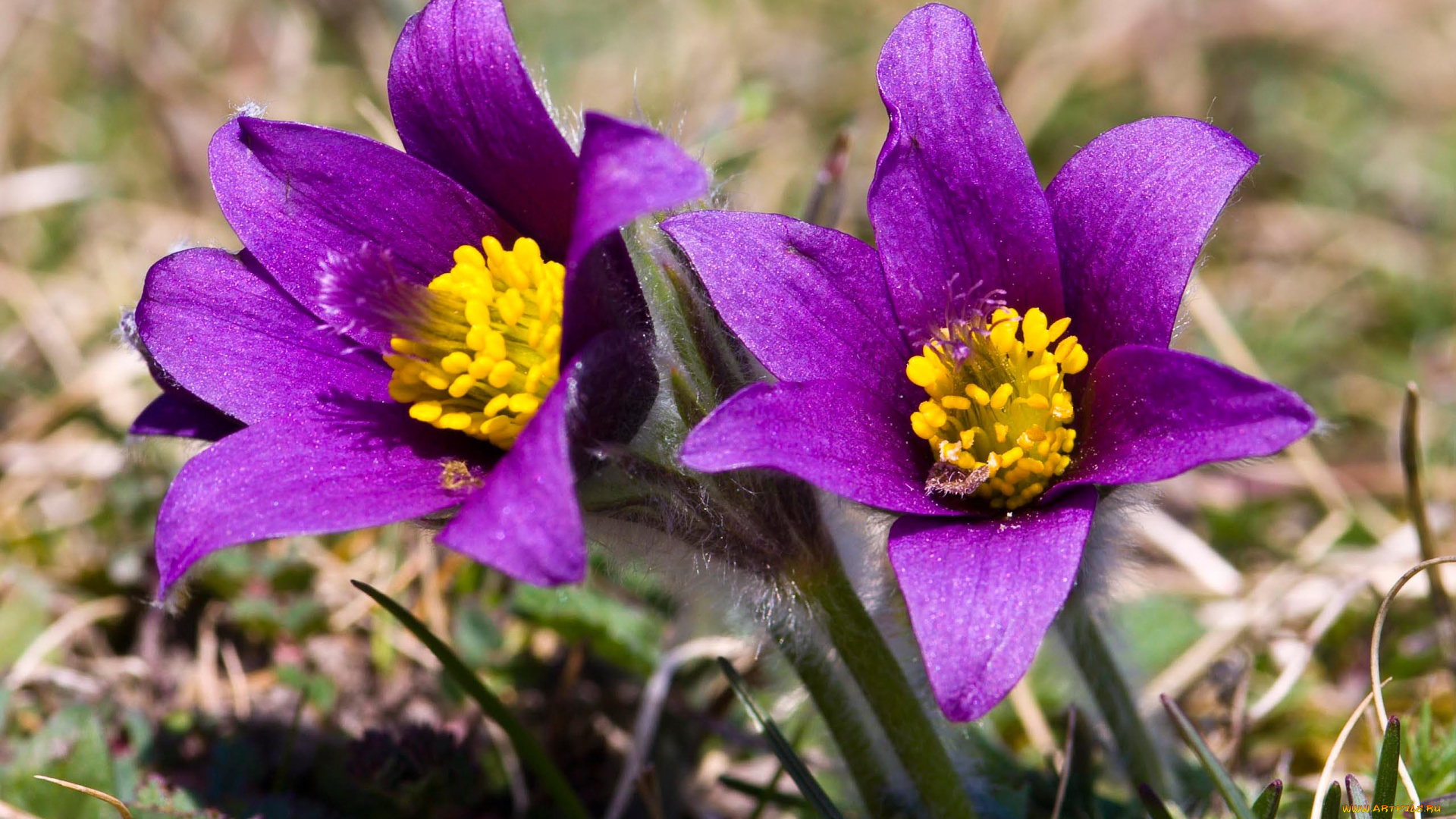 цветы, анемоны, адонисы, прострел, сон-трава