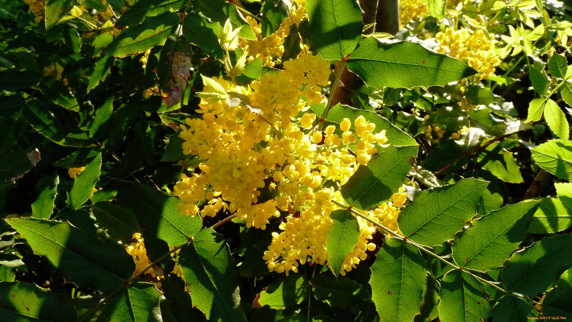 цветы, цветущие, деревья, кустарники, мариинский, парк, киев, мимоза