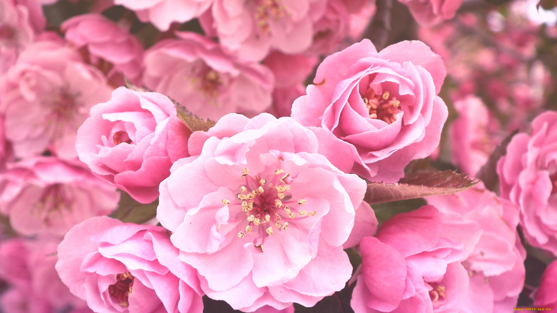 цветы, цветущие, деревья, кустарники, сакура