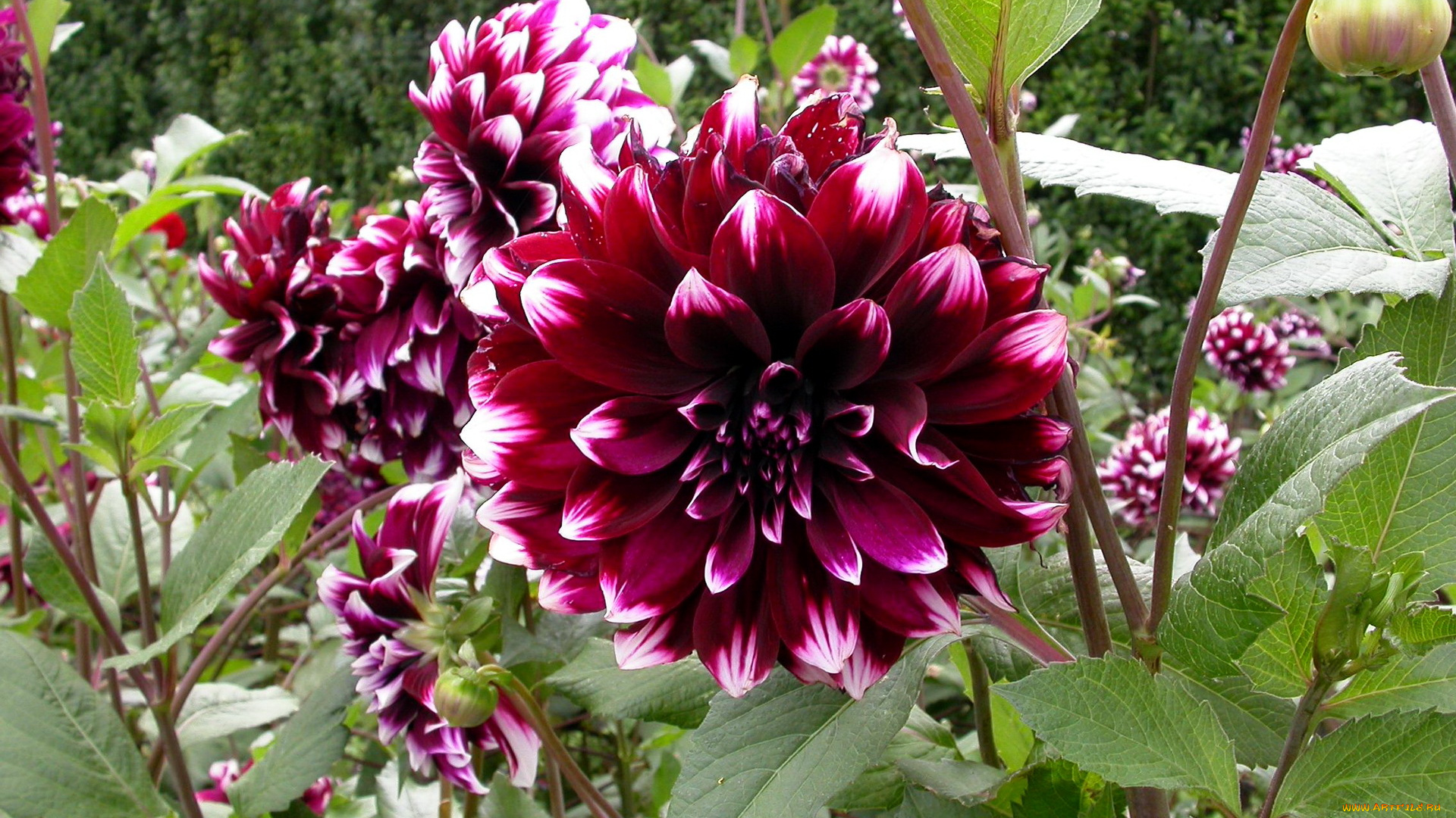 цветы, георгины