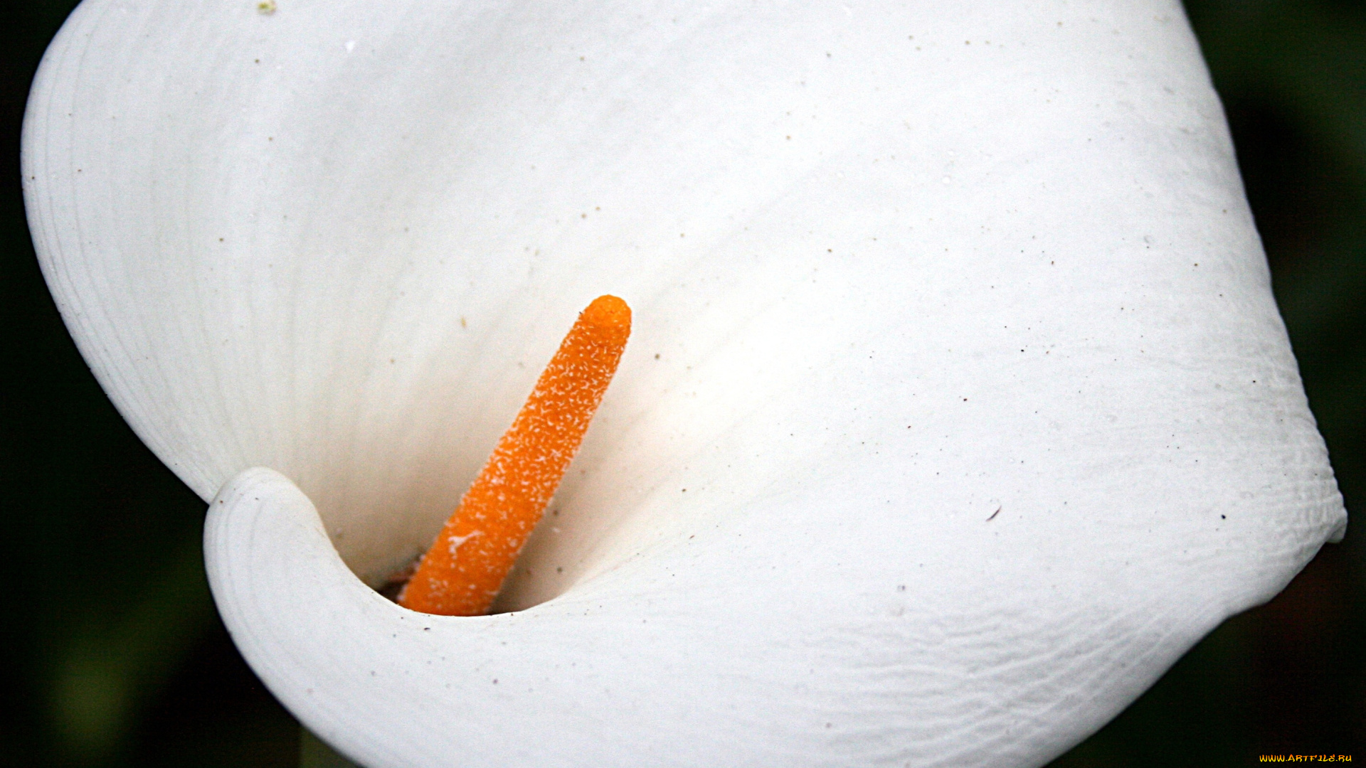 цветы, каллы, белый