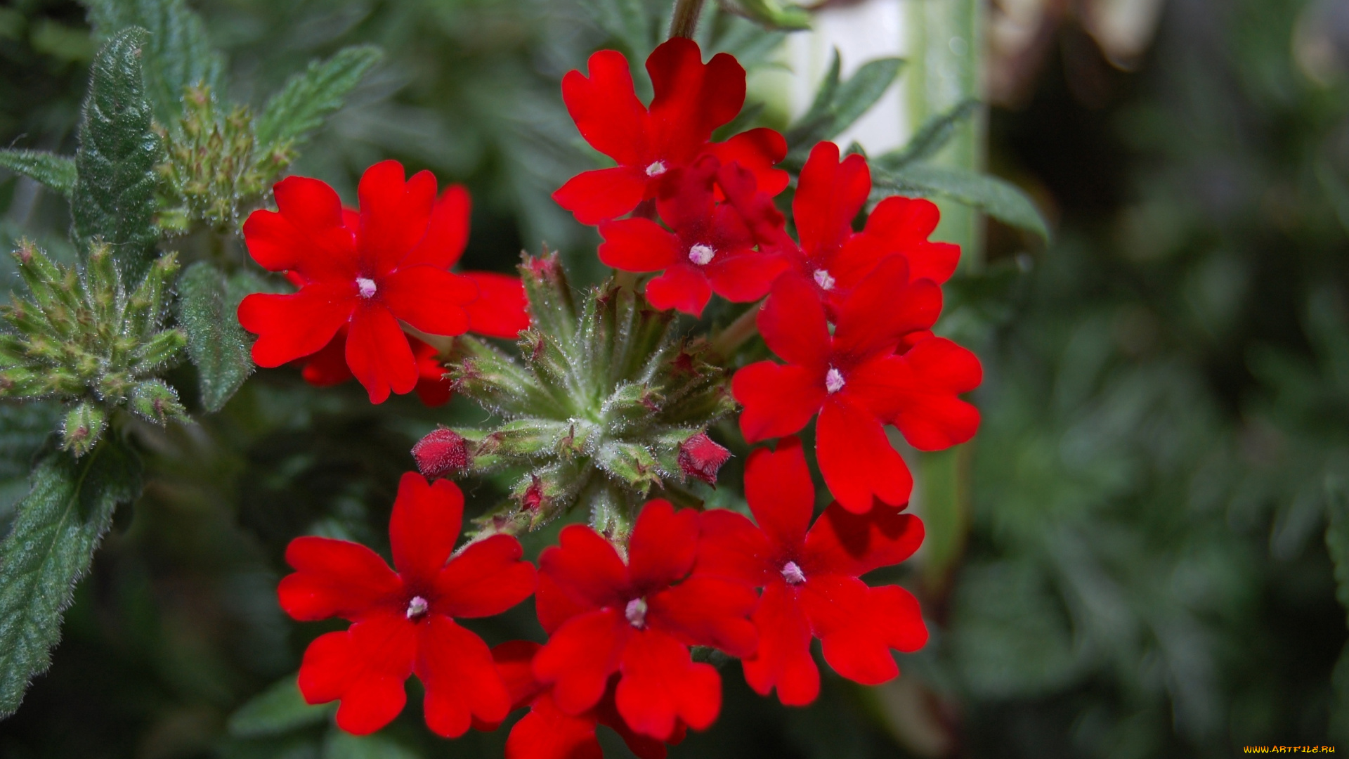 цветы, лантана, вербена, красный