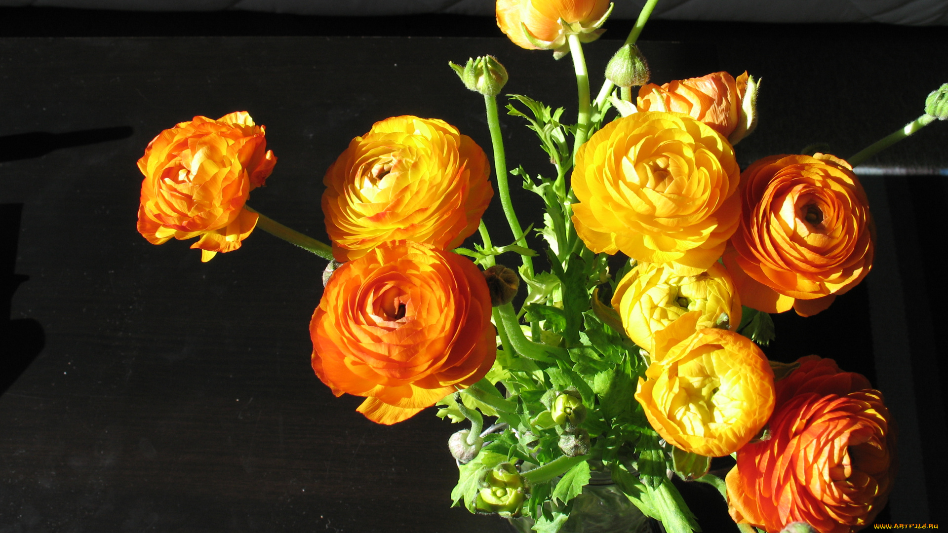 цветы, ранункулюс, азиатский, лютик, купальница, огонек