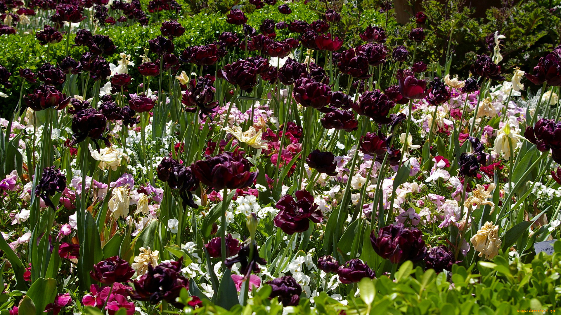 цветы, разные, вместе, тюльпаны