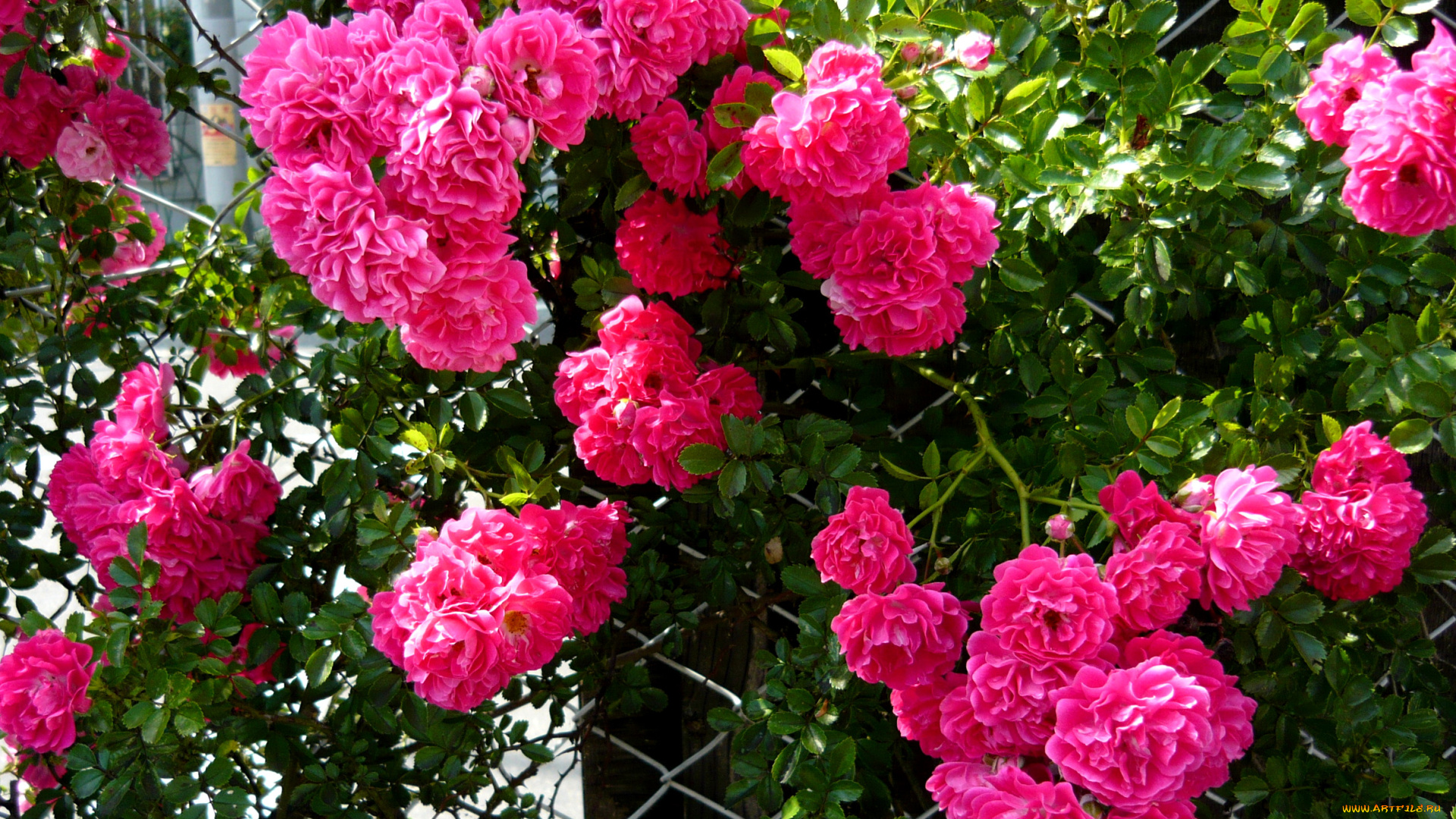 цветы, розы, rose