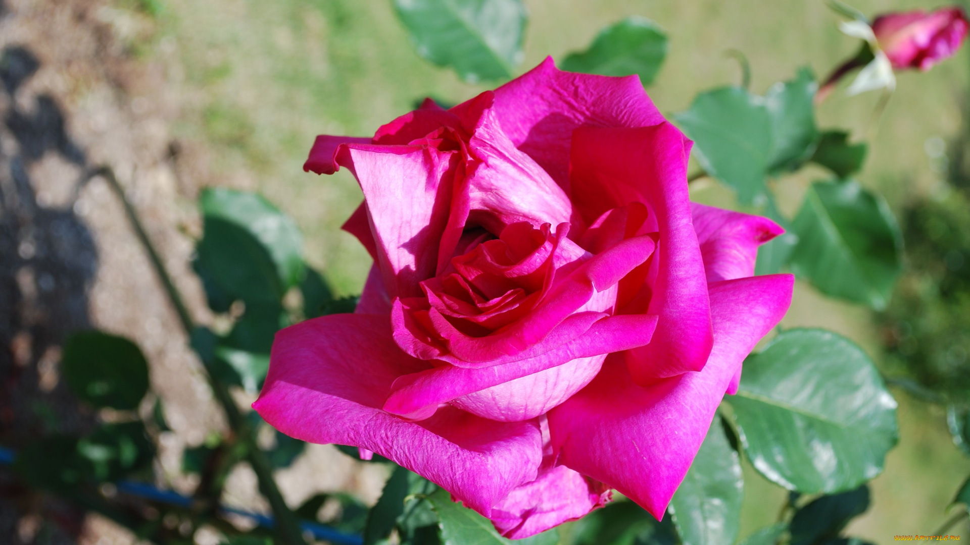 цветы, розы, rose