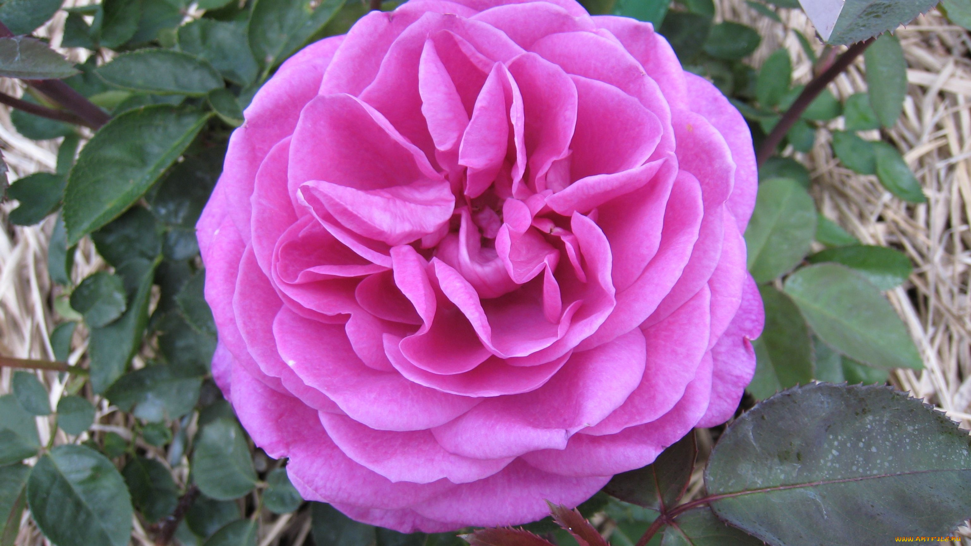 цветы, розы, rose