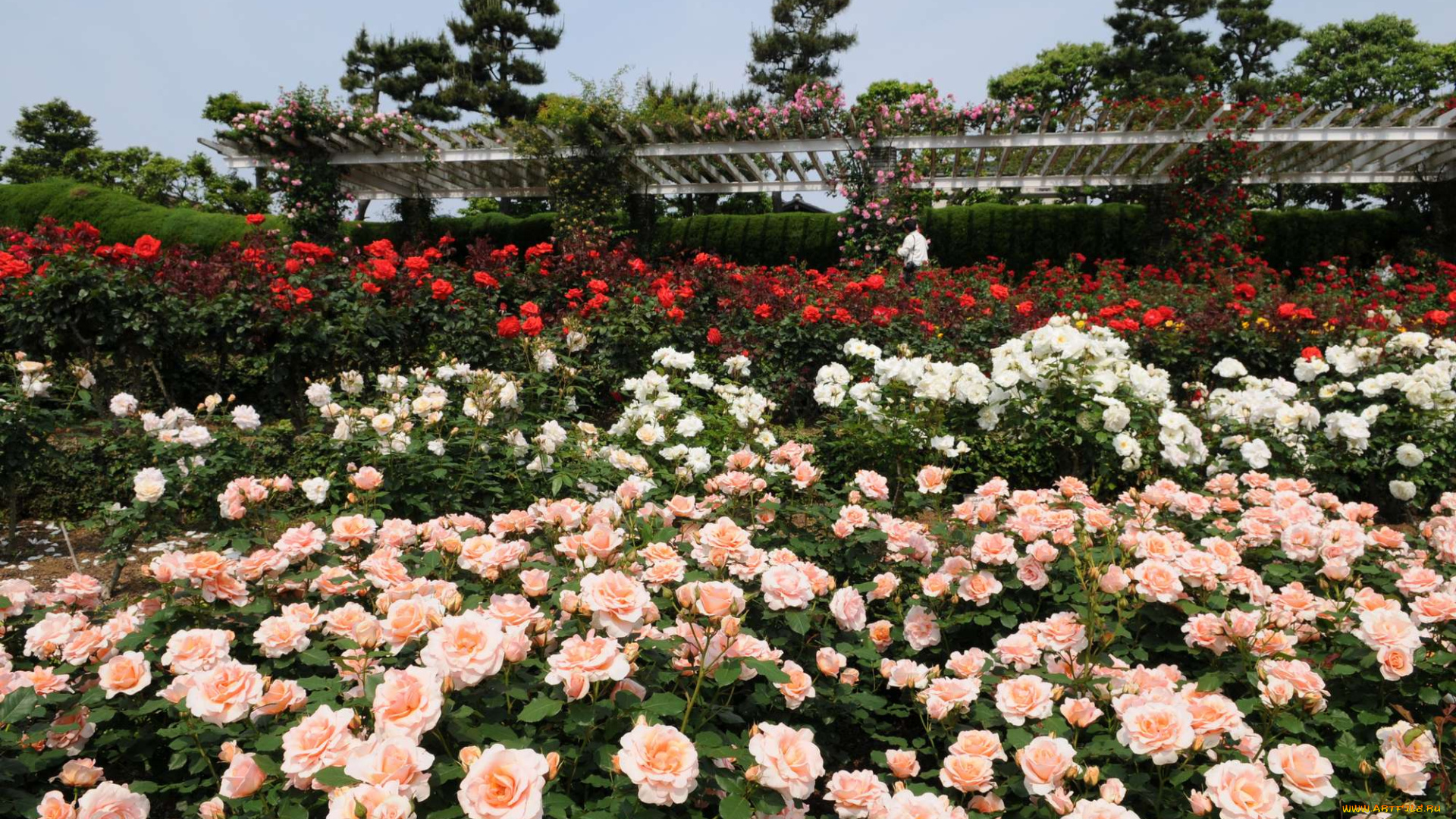 цветы, розы, rose