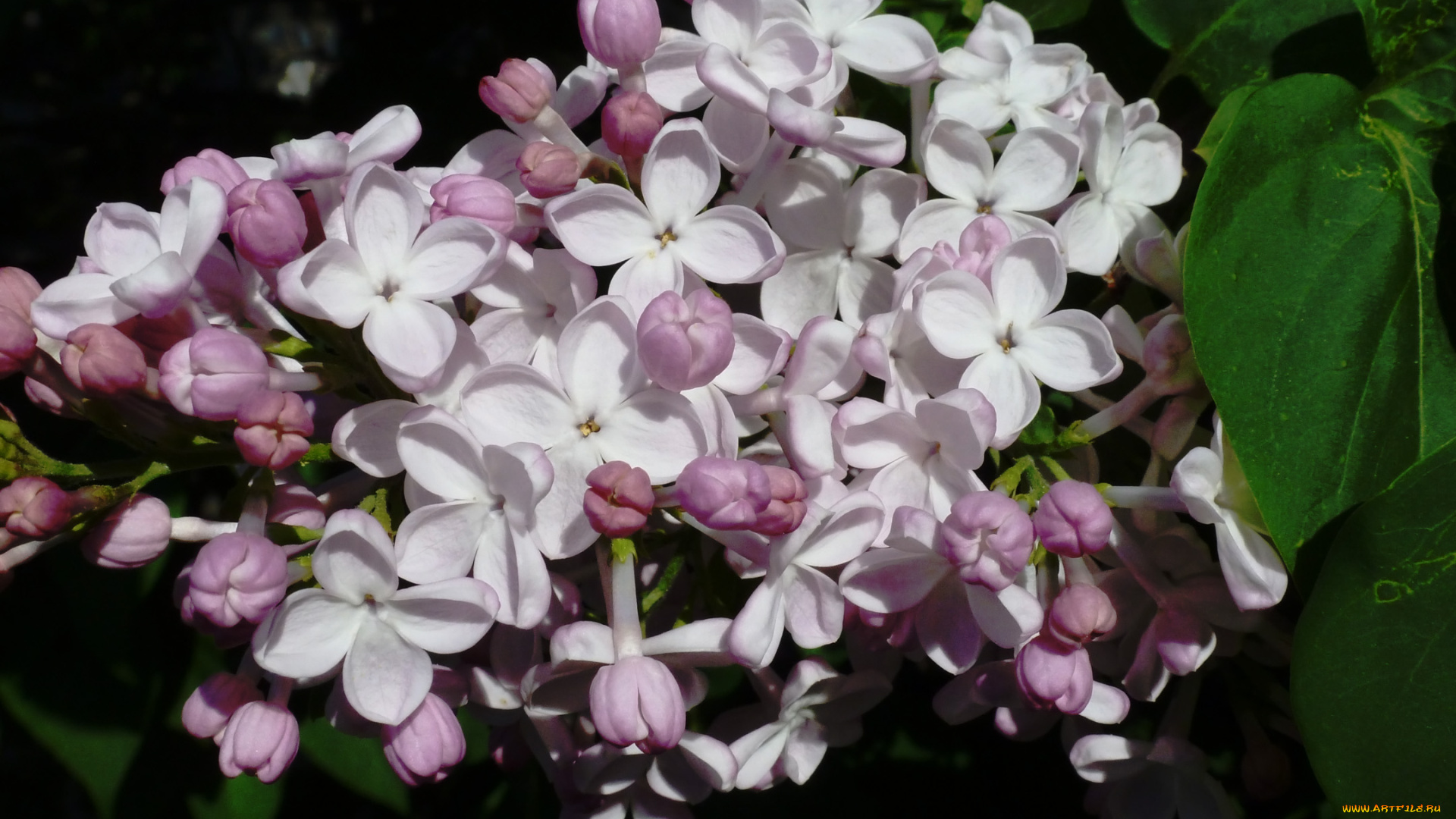 цветы, сирень