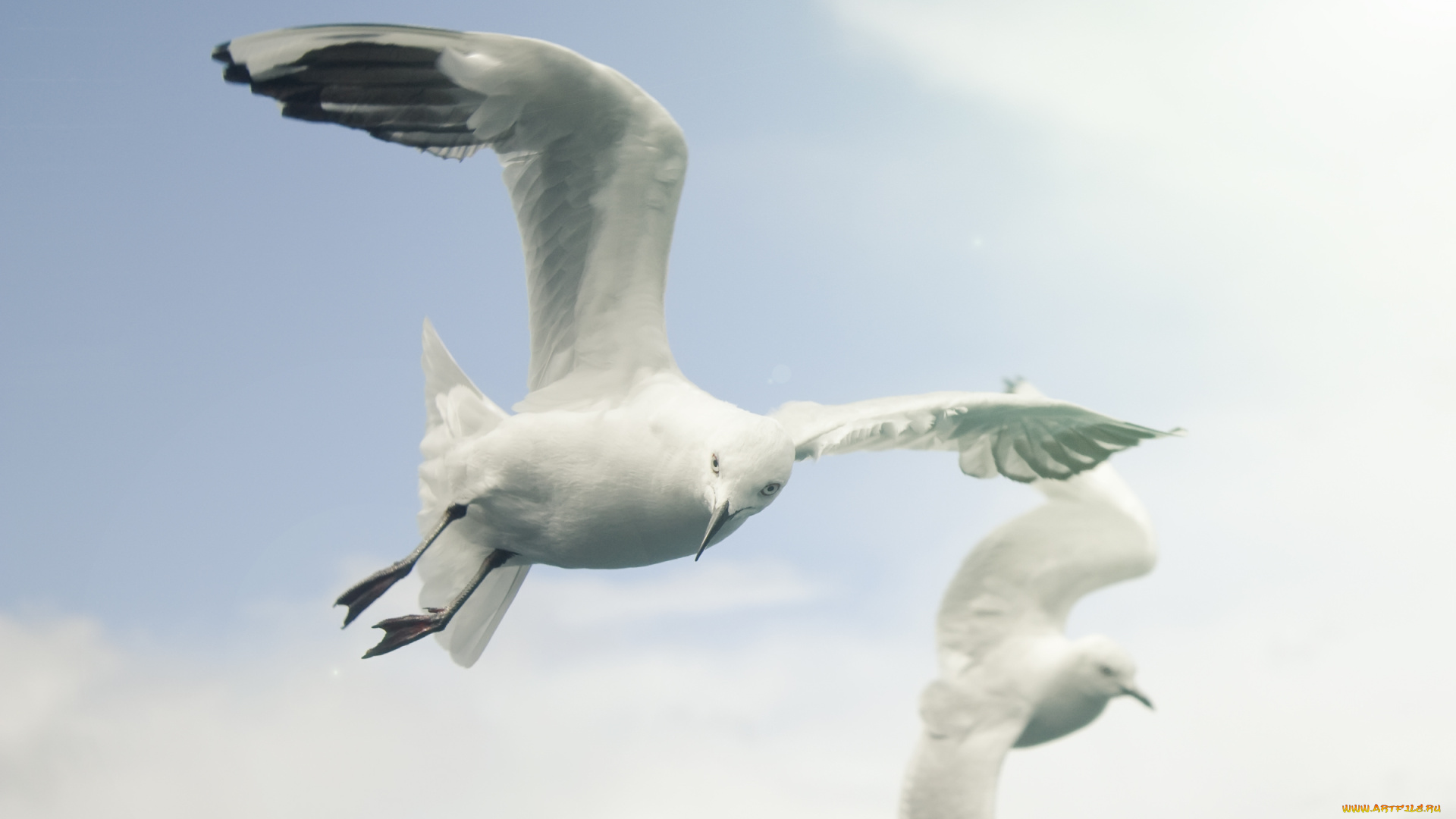 животные, Чайки, бакланы, крачки, полет, небо, чайка