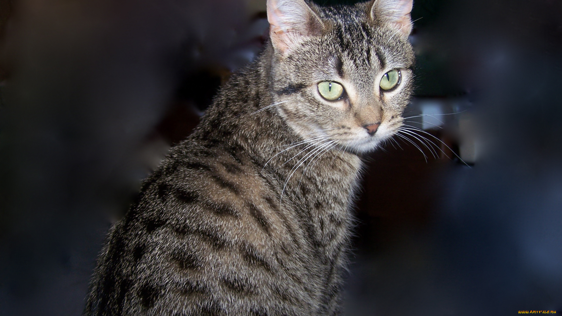 животные, коты, cat