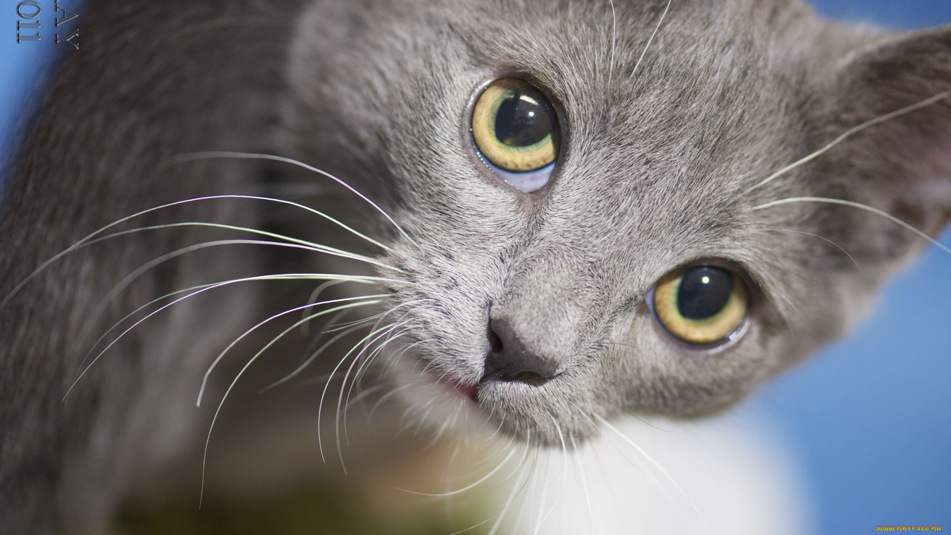 животные, коты, cat