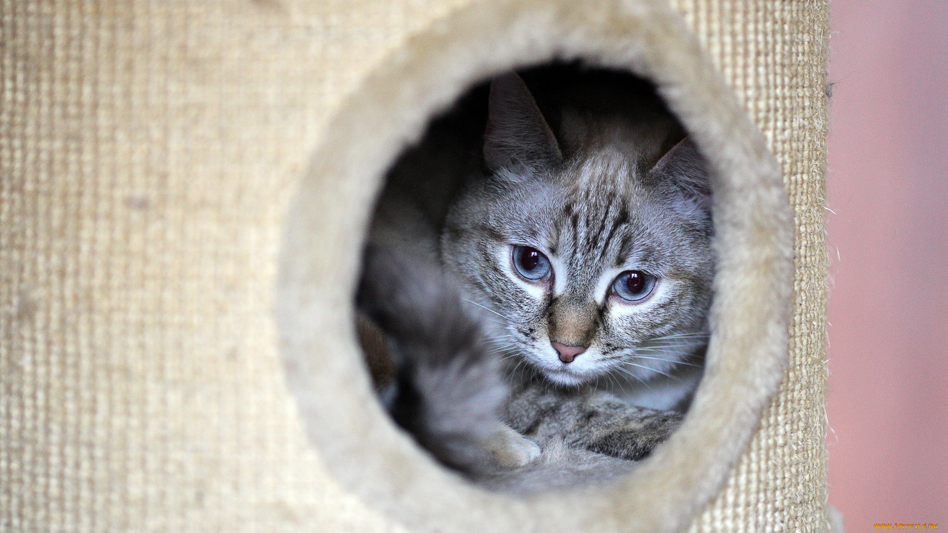 животные, коты, cat