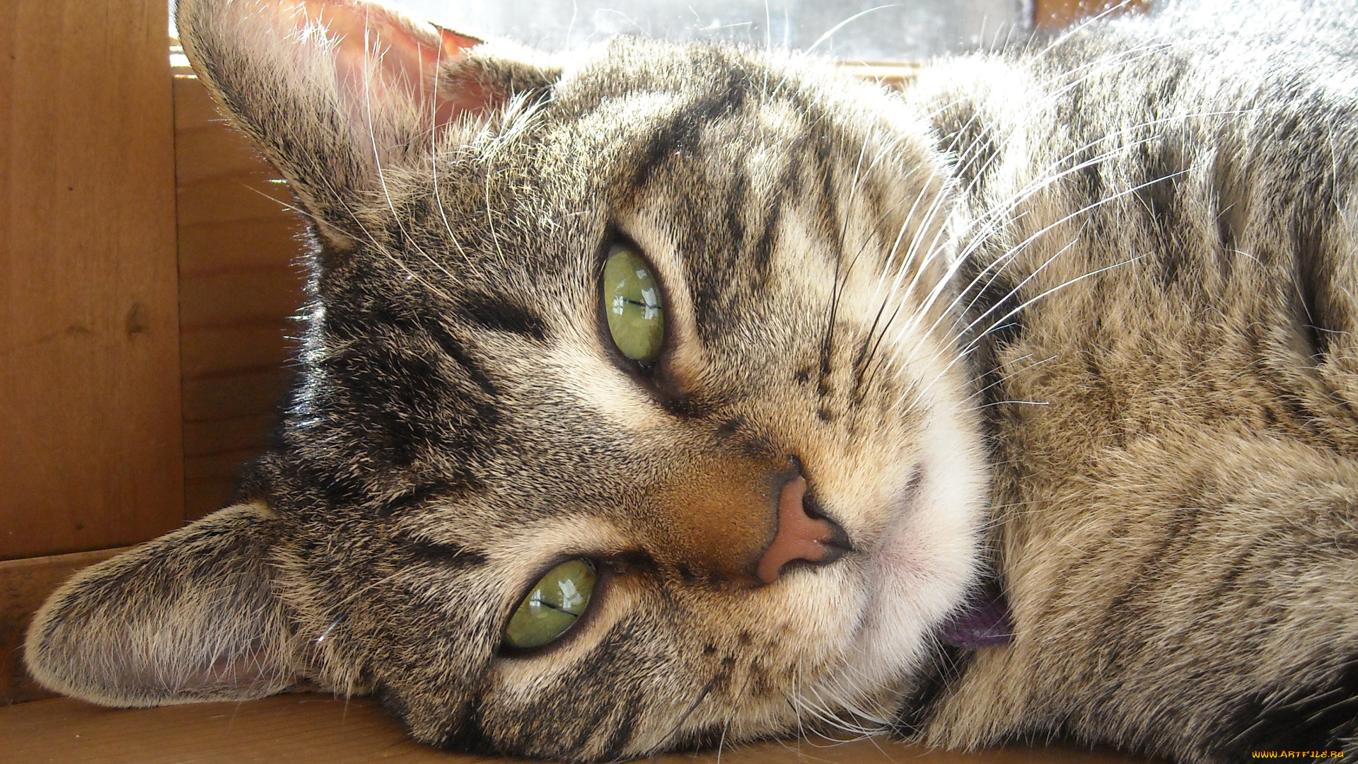 животные, коты, cat