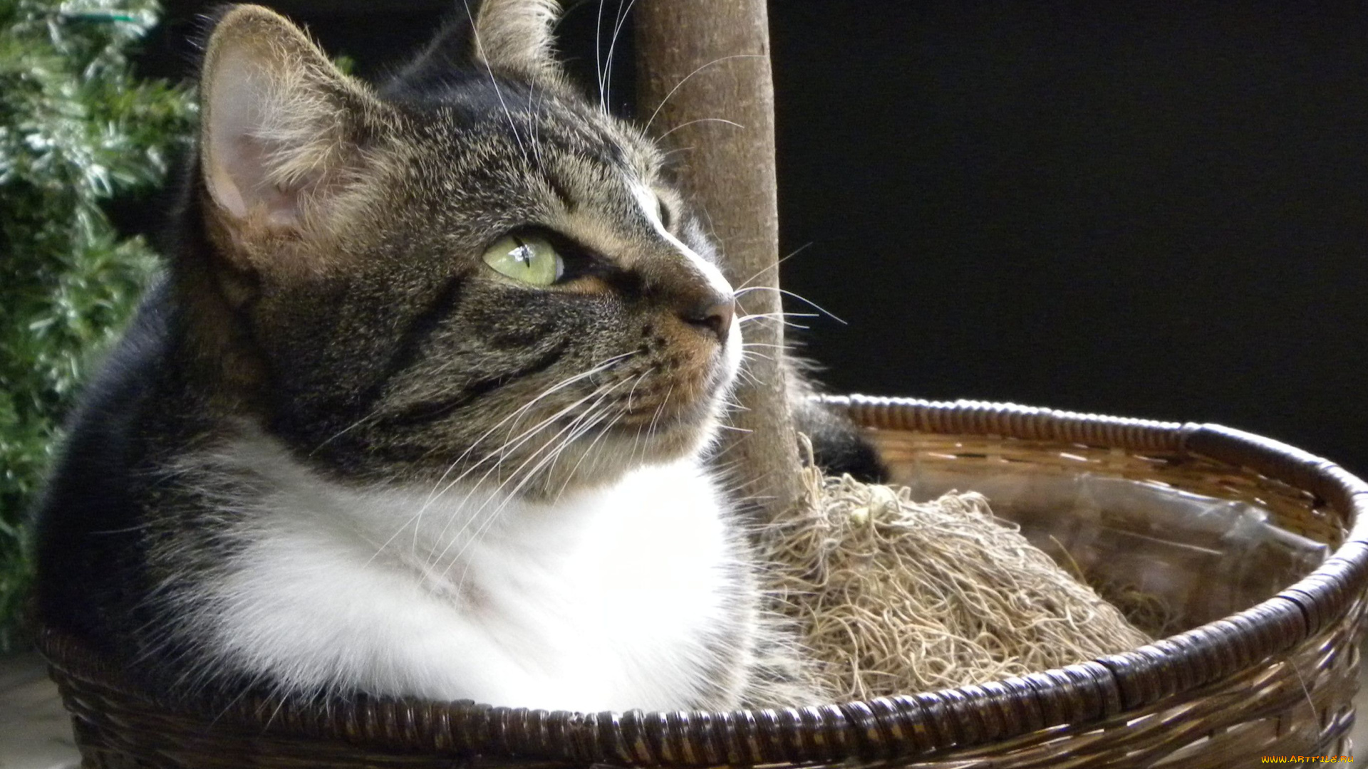 животные, коты, cat