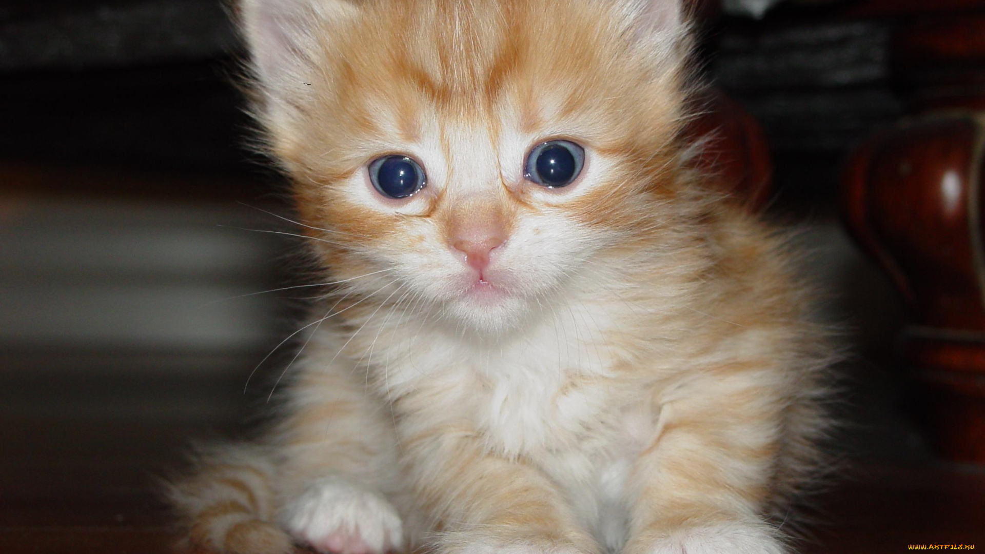 животные, коты, котенок