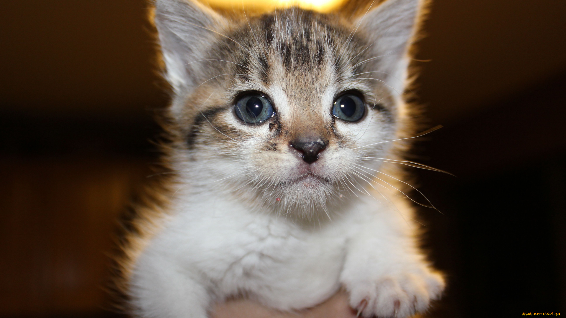 животные, коты, котенок