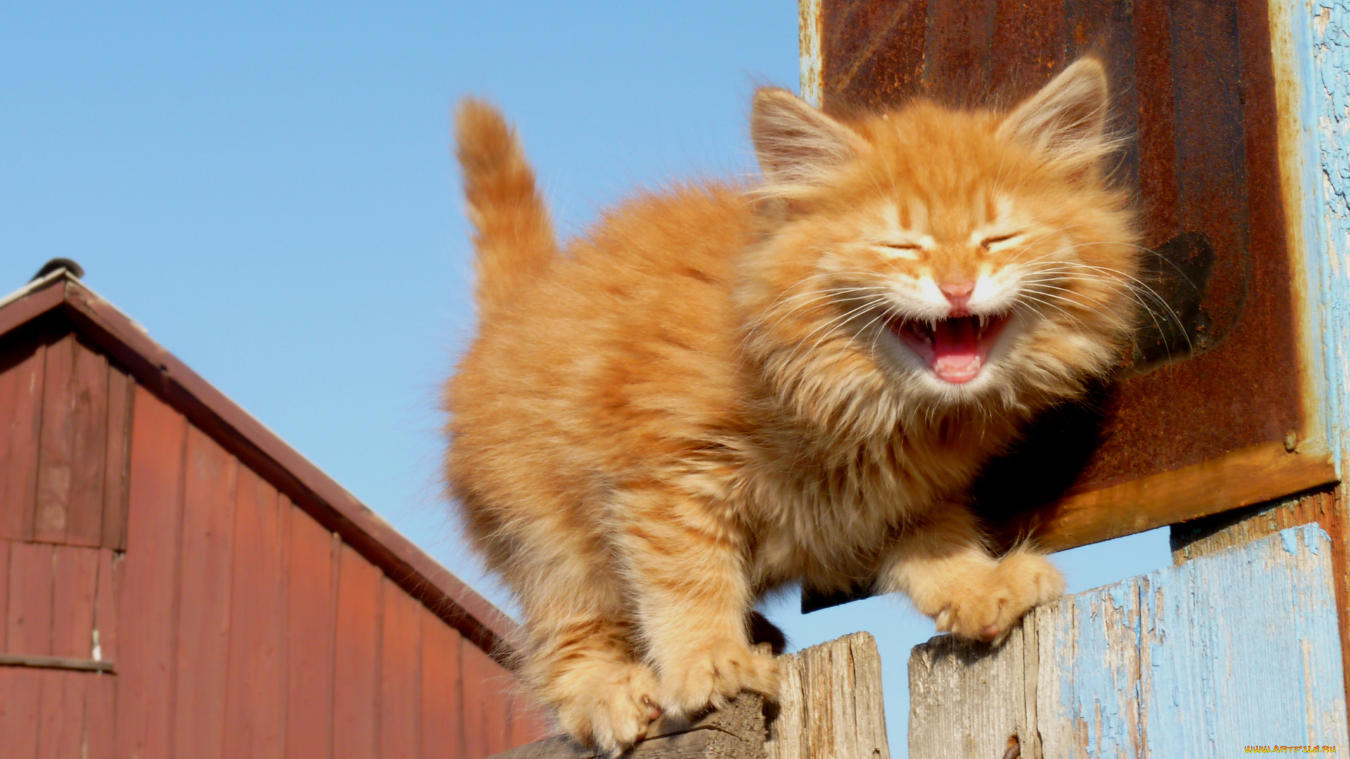 животные, коты, котёнок, рижей