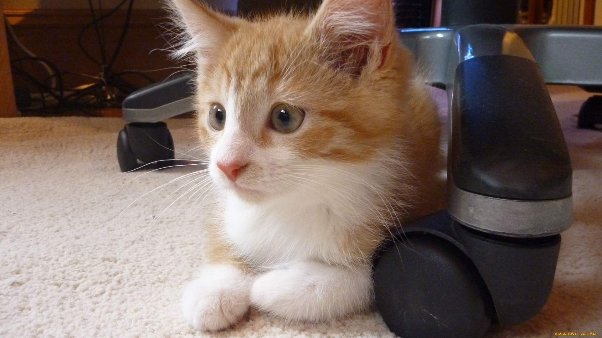 животные, коты, рыжий