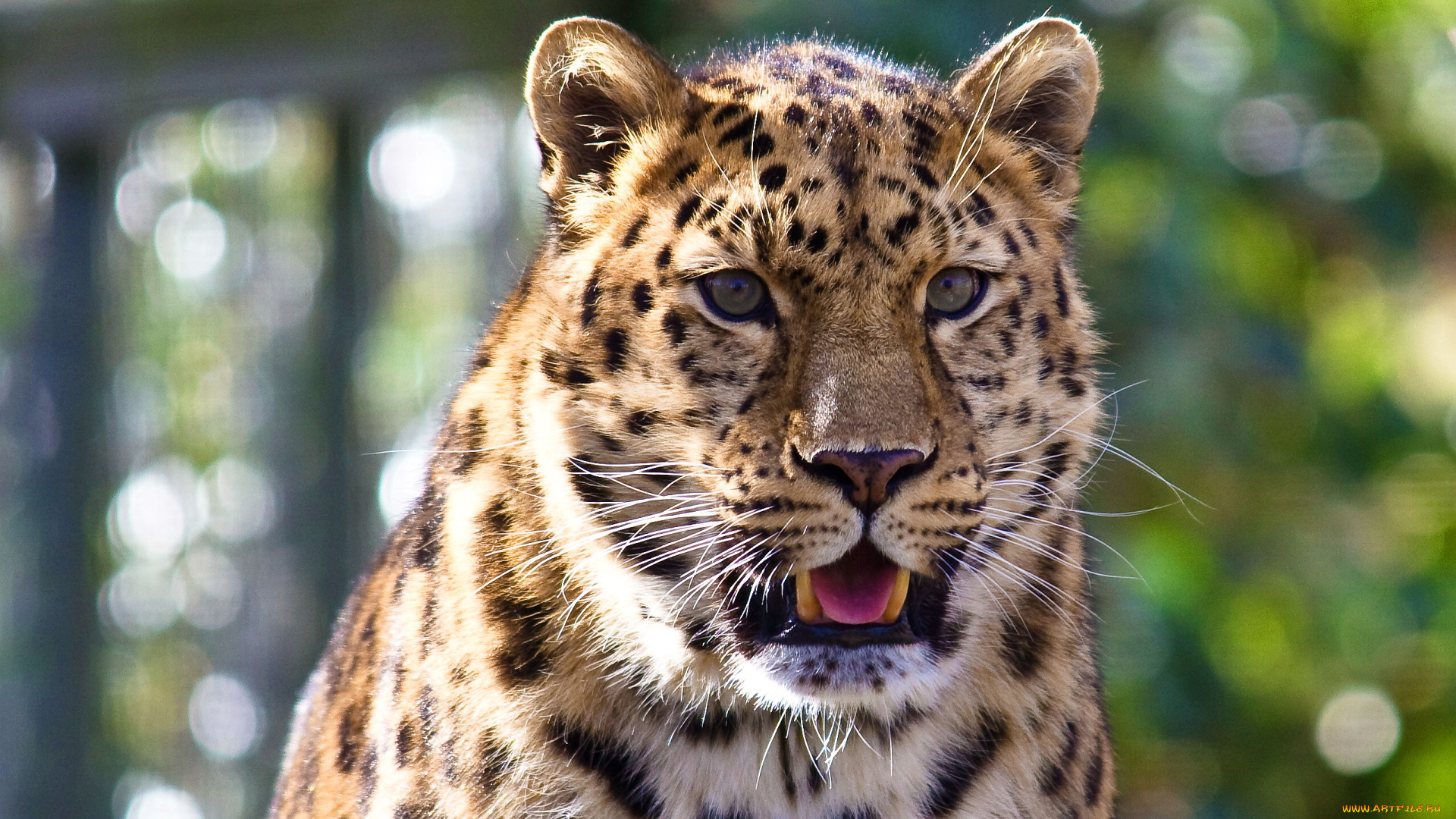 животные, леопарды, пятнистый, усы, взгляд, морда, леопард