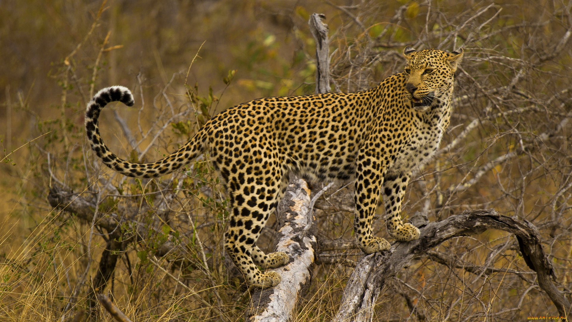 животные, леопарды, смотрит, стоит, леопард, дерево