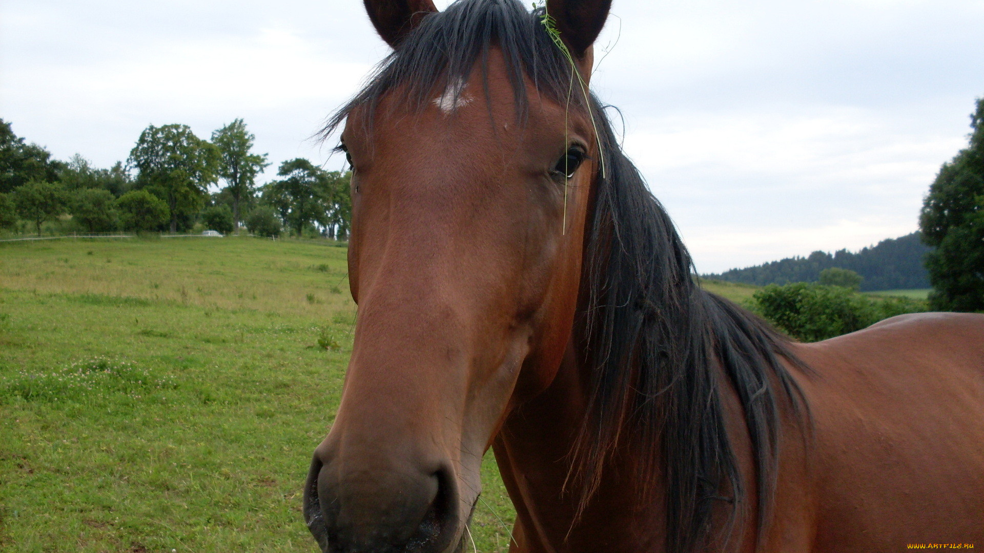 животные, лошади, грива