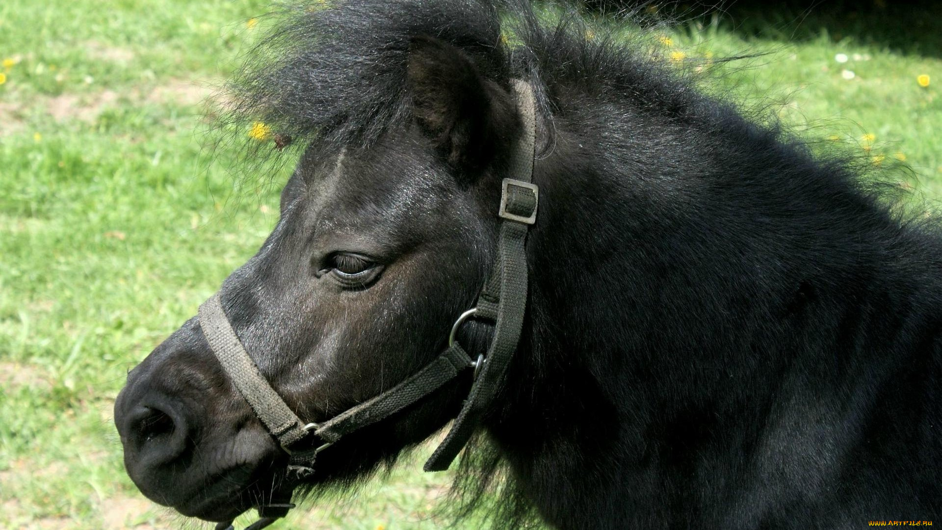 животные, лошади, пони