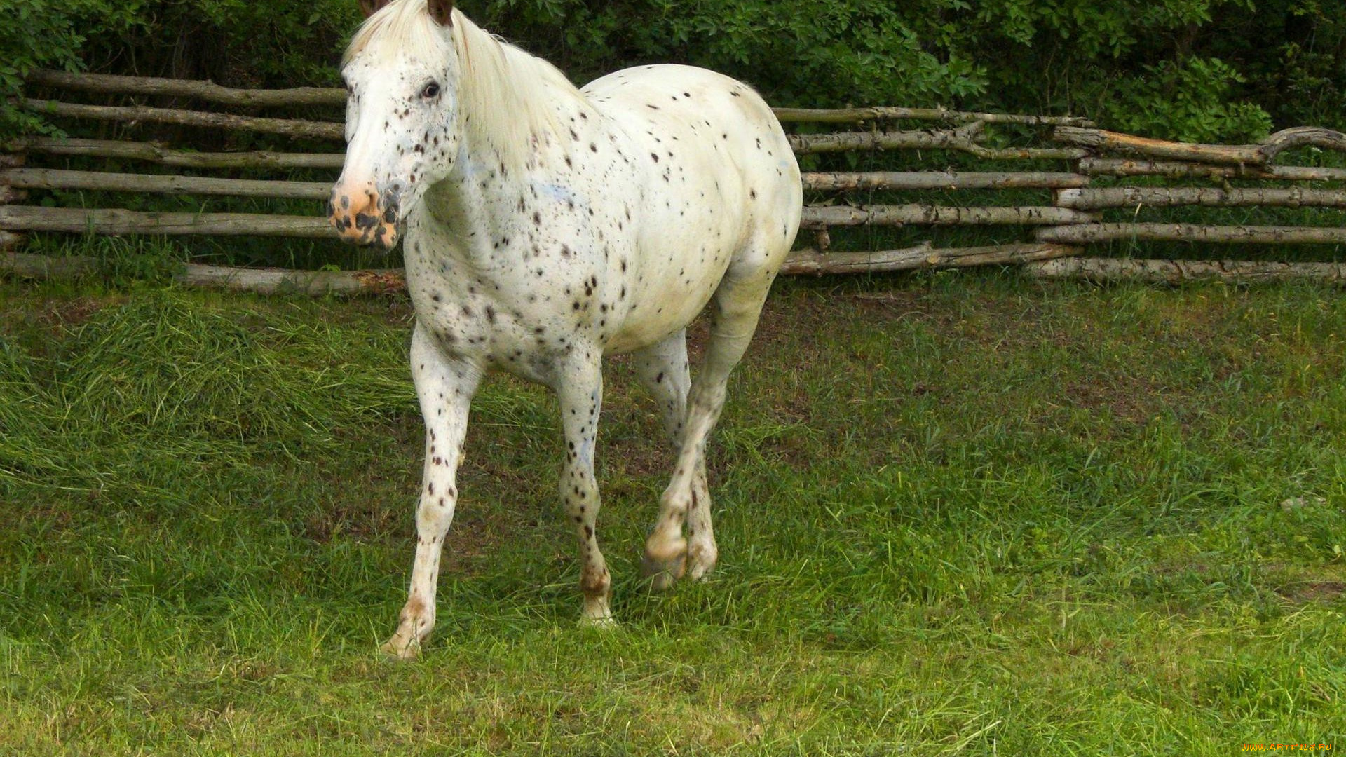 животные, лошади, в, яблоках