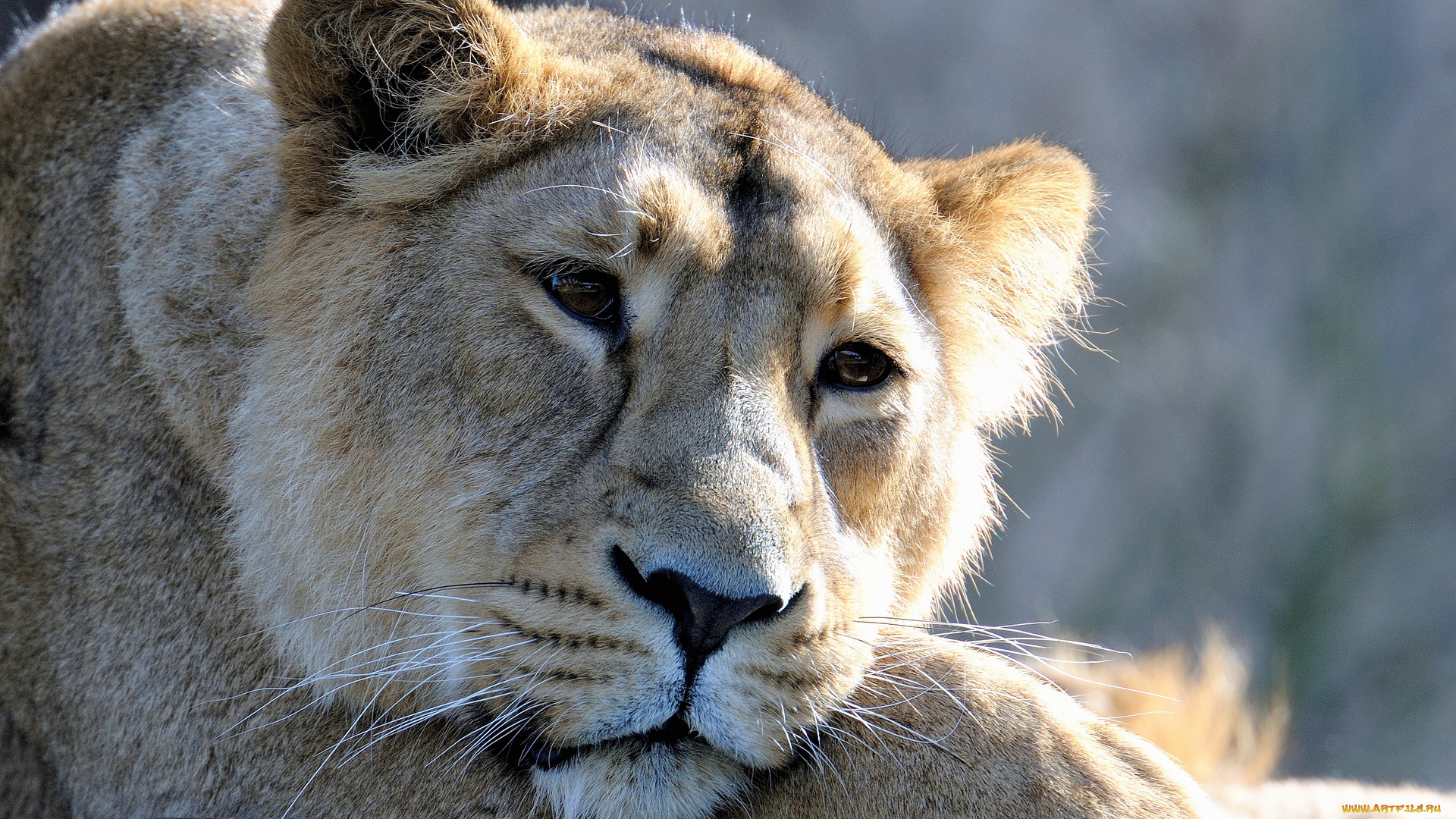 животные, львы, лев, лежит, грустный