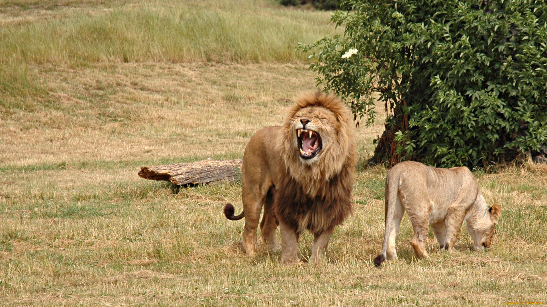 животные, львы, лев, львица