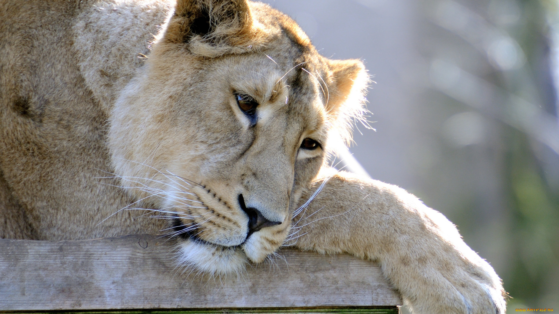 животные, львы, морда, львица, грусть