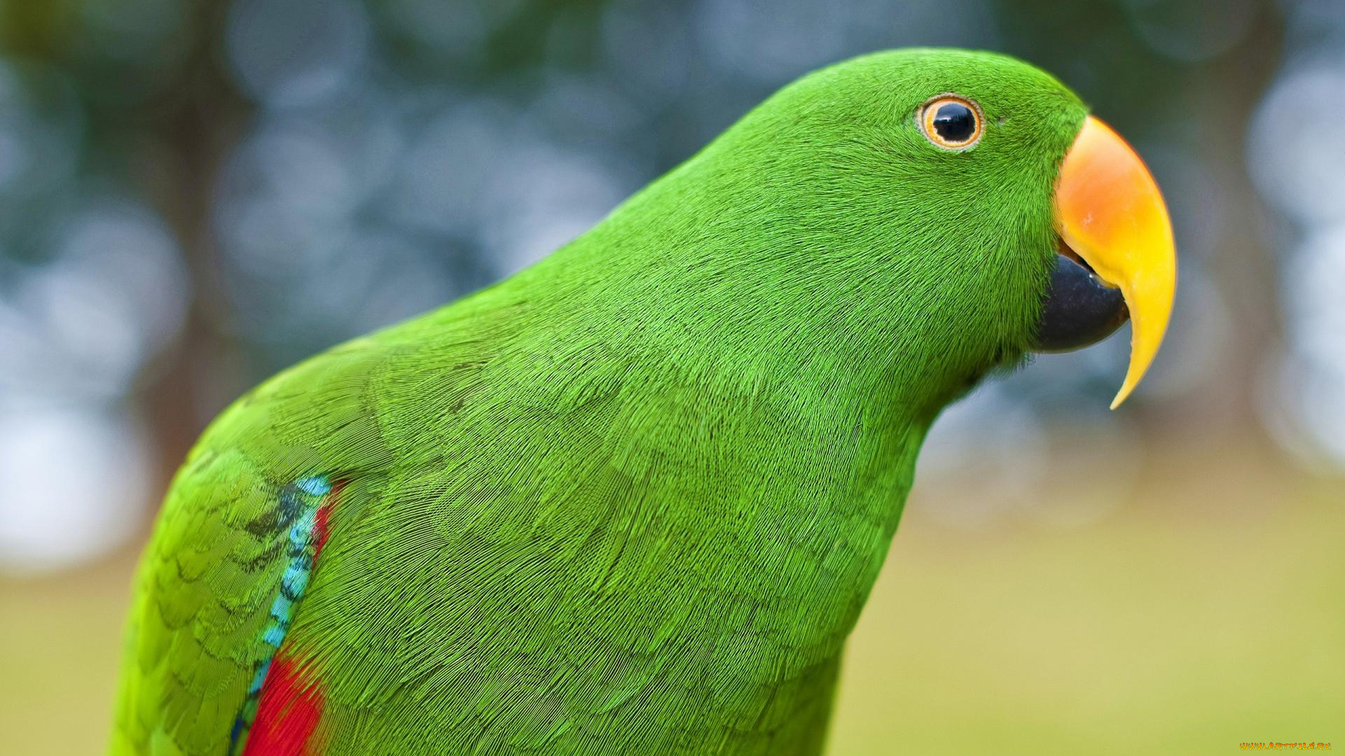 животные, попугаи, глаз
