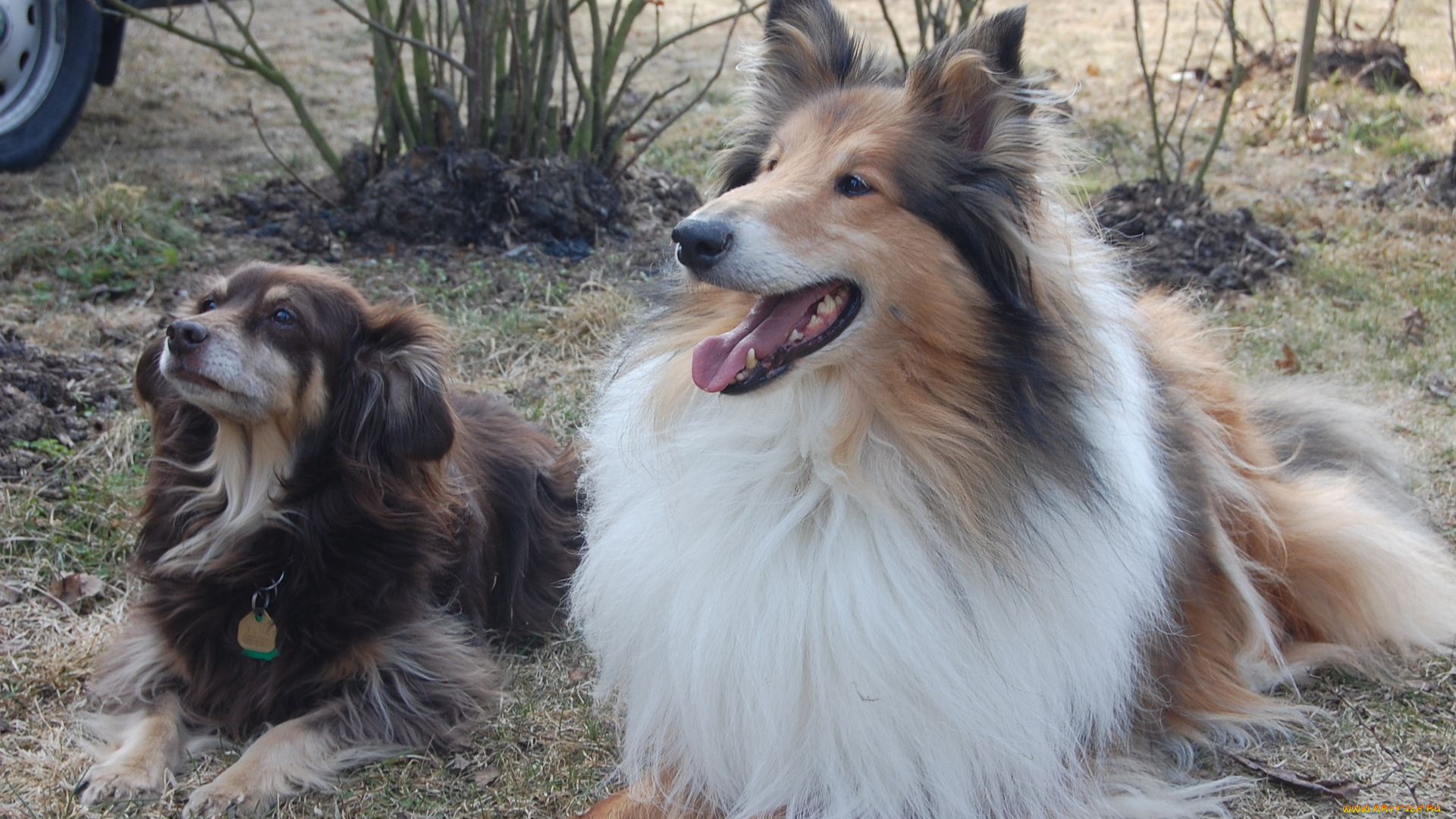 животные, собаки, парочка