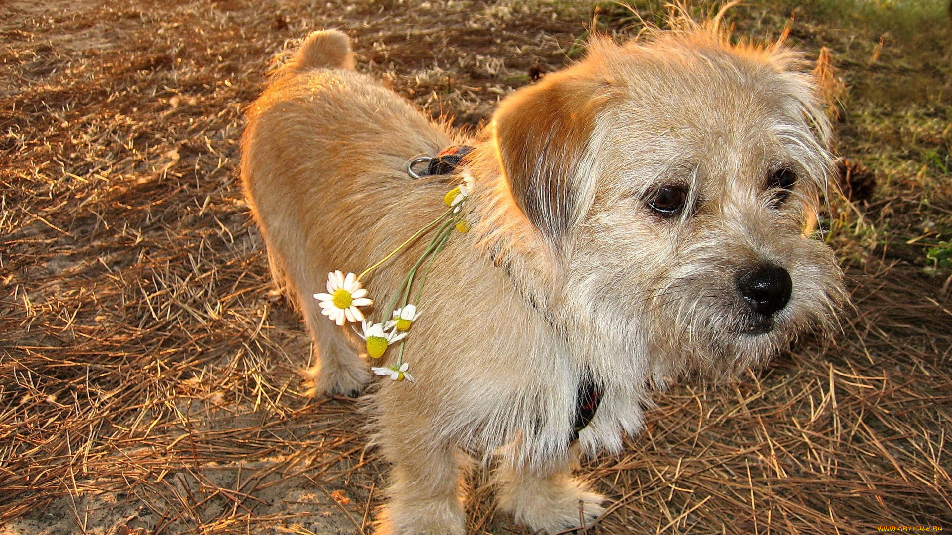 животные, собаки, пёс, ромашки