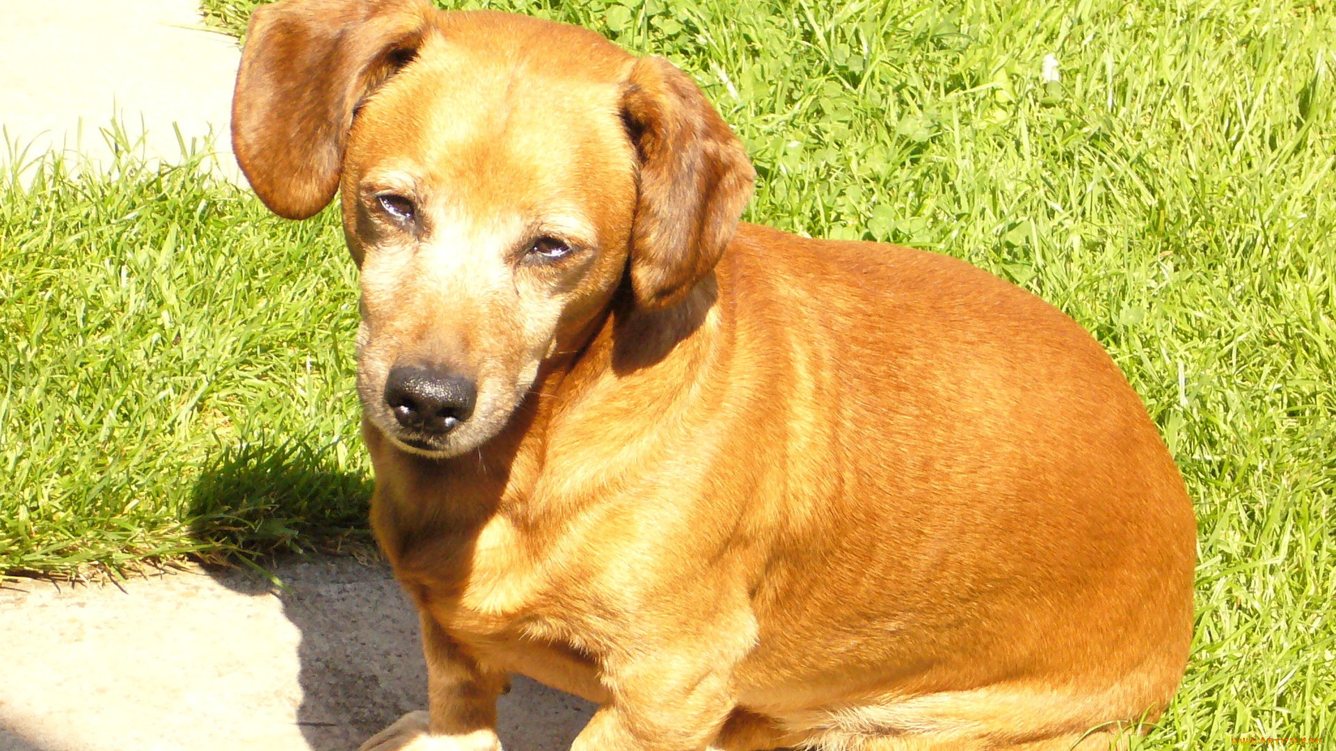 животные, собаки, щенок