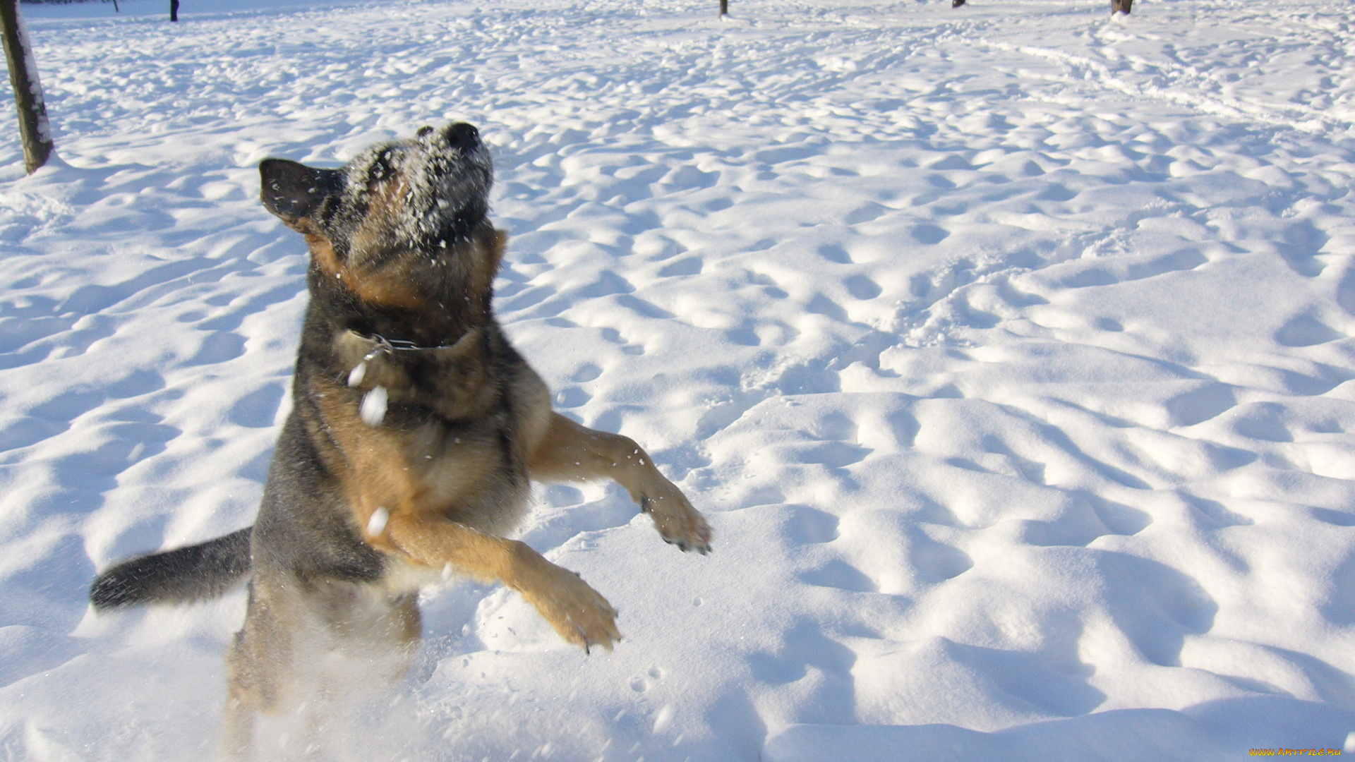 животные, собаки, снег, зима, прыжок
