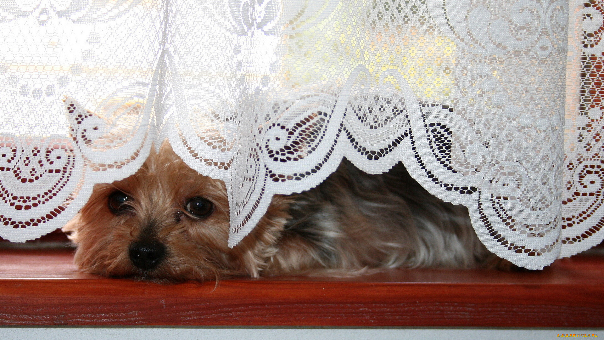 животные, собаки, занавеска, подоконник, собачка