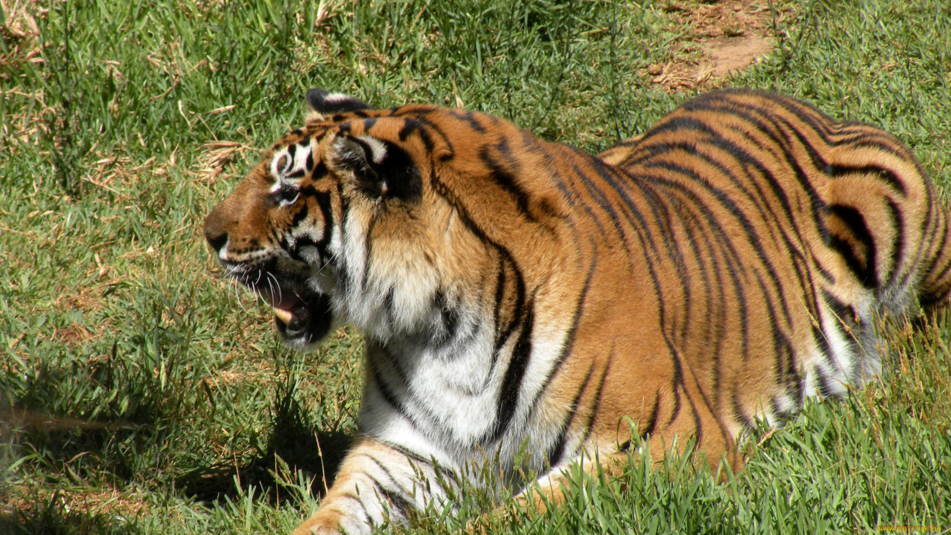 животные, тигры, хищник, оскал